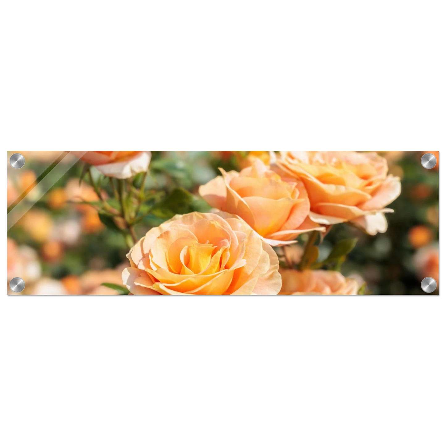 Wandbild romantische pfirsichrosen im sonnenschein botanische kunst fuer ihr zuhause in vielen groessen