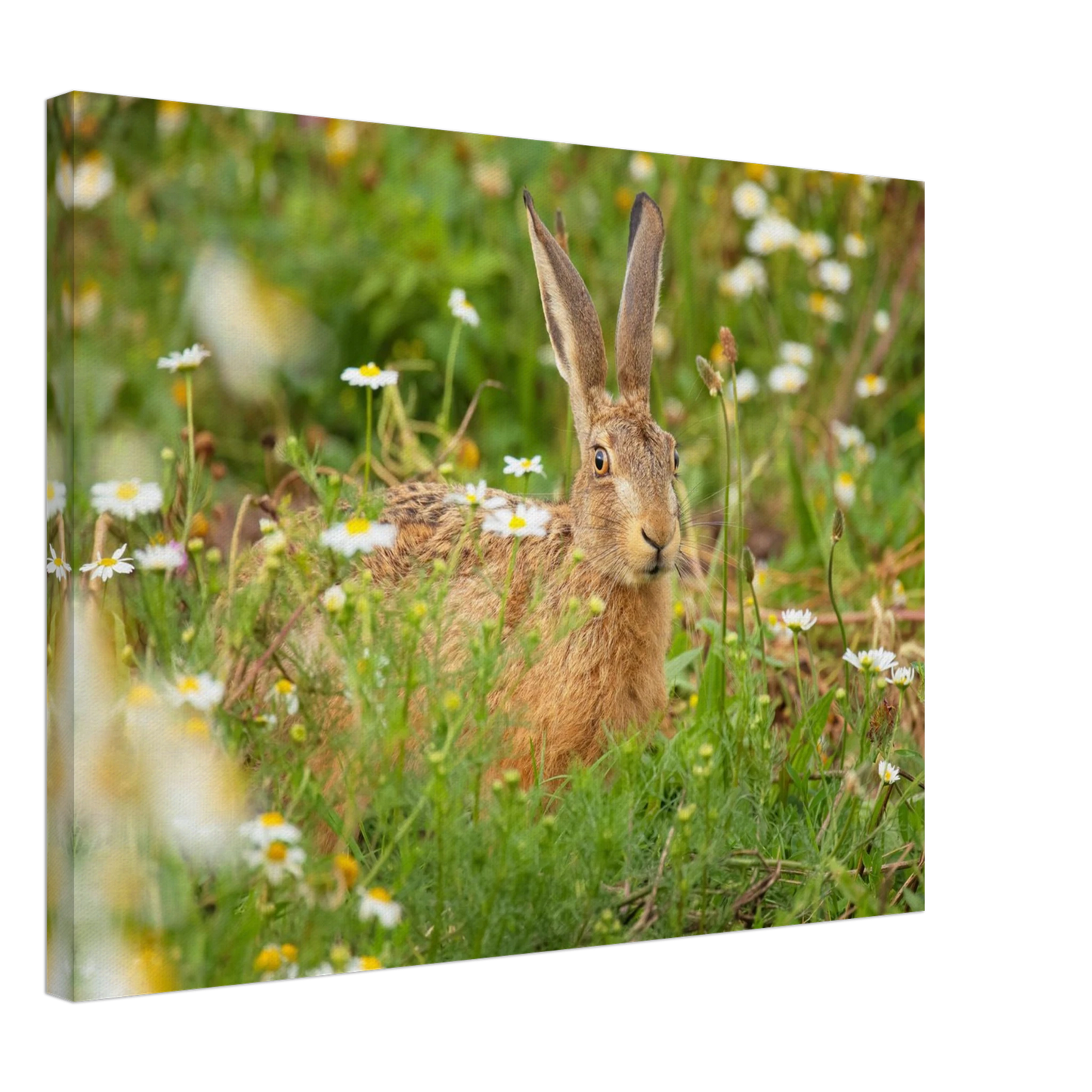 Wandbild feldhase im blumenfeld beruhigende natur tier kunst in vielen groessen