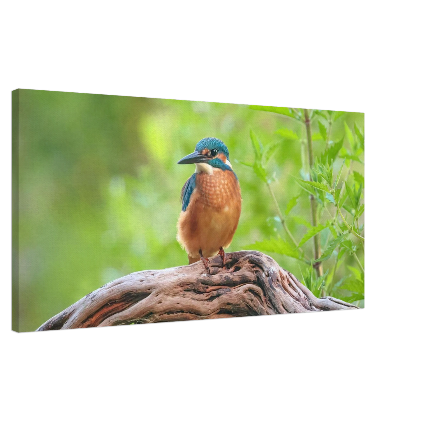 Wandbild eisvogel lebendige naturkunst fuer ihr zuhause in ihrer wunschgroesse 2