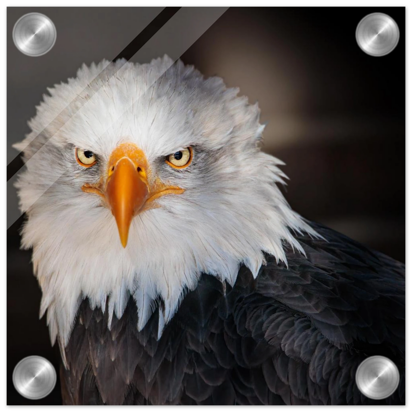 Wandbild majestaetischer adler ausdrucksstarke tierfotografie fuer ihr zuhause in vielen groessen erhaeltlich