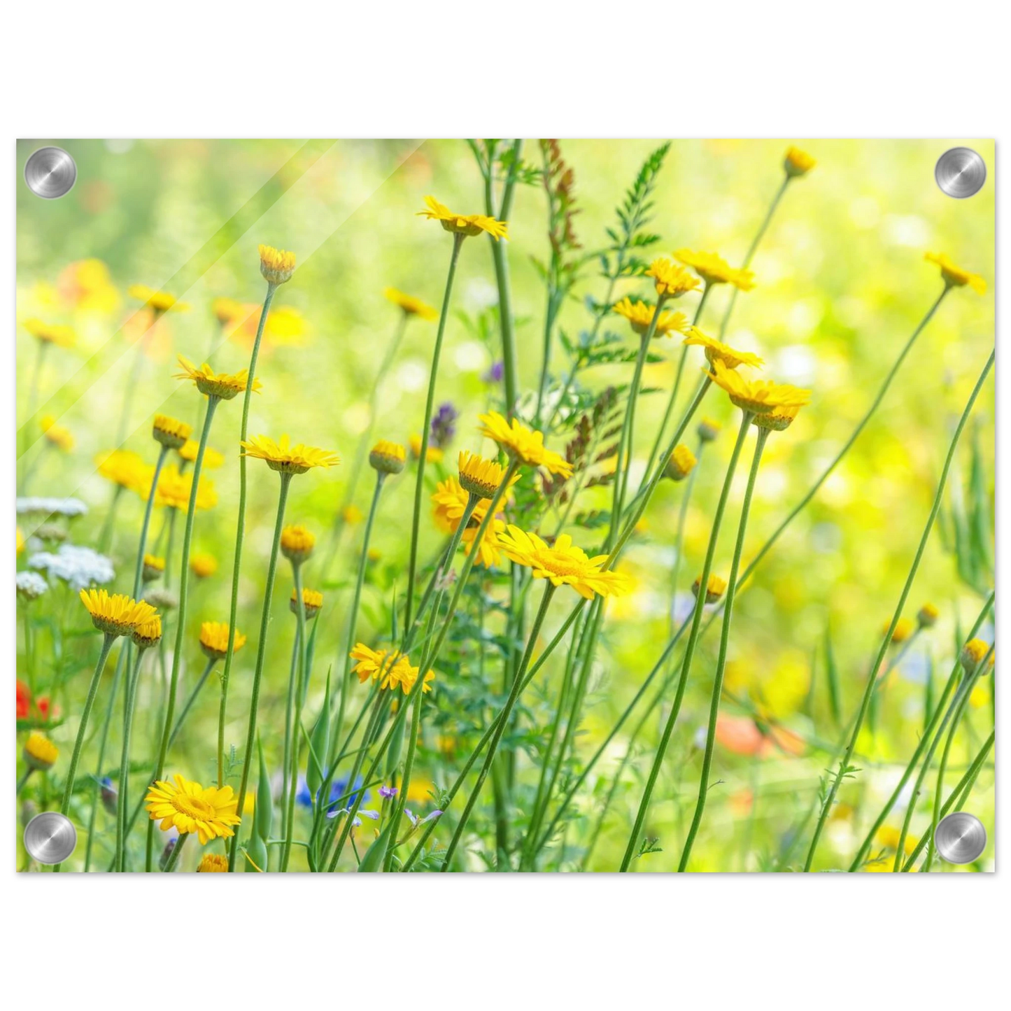 Wandbild sunshine meadow lebendiger blumen druck in verschiedenen groessen
