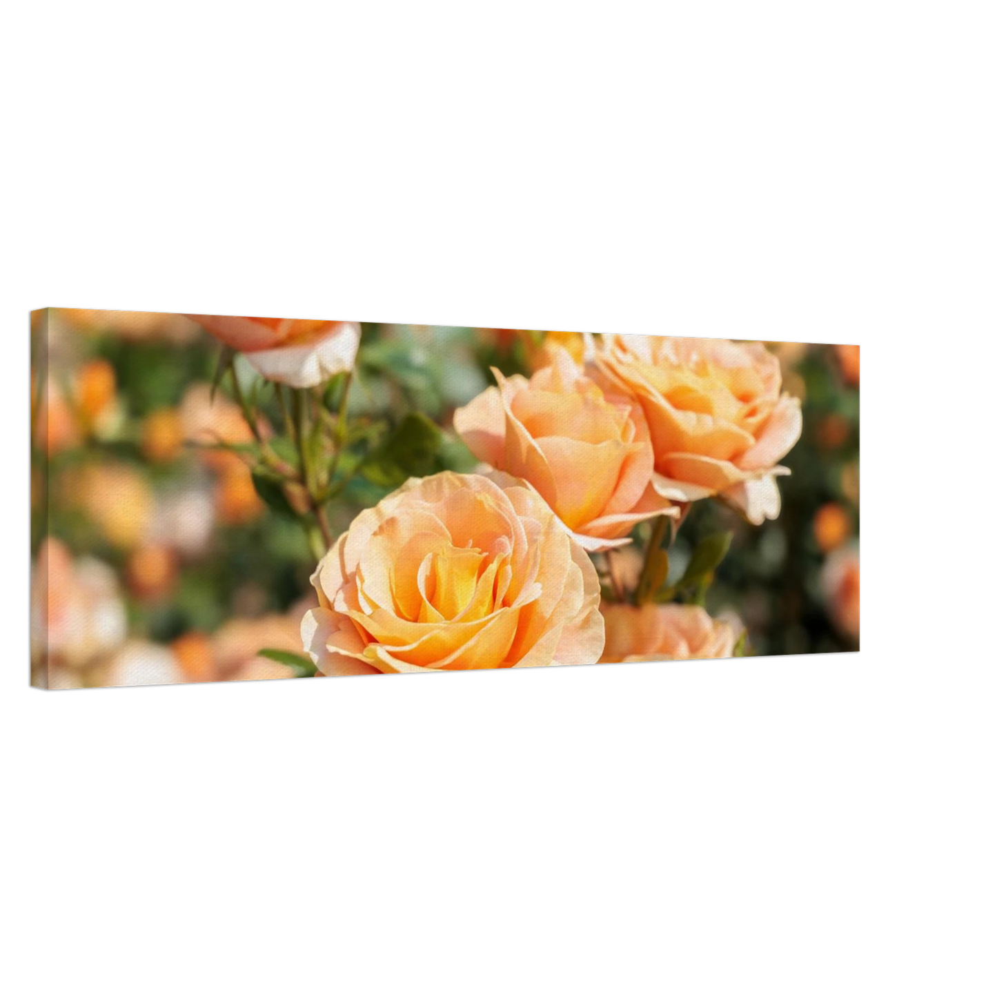 Wandbild romantische pfirsichrosen im sonnenschein botanische kunst fuer ihr zuhause in vielen groessen