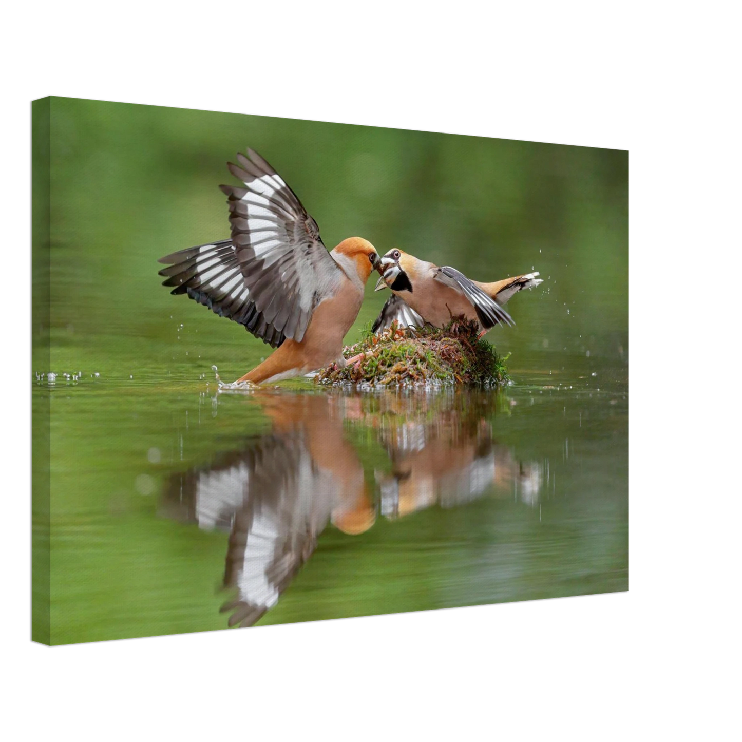 Wandbild momente der natur spektakulaerer kampf der voegel ueber dem wasser