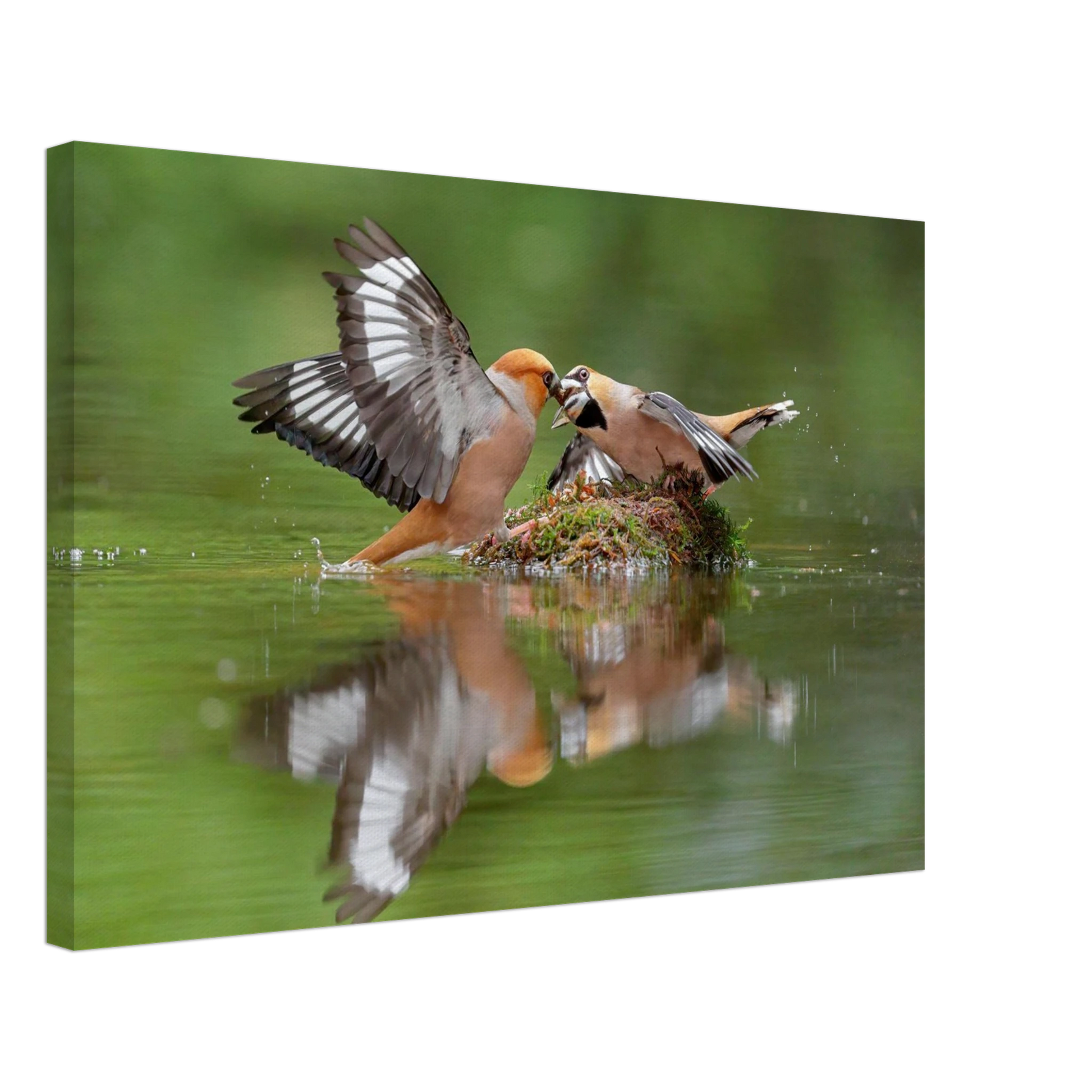 Wandbild momente der natur spektakulaerer kampf der voegel ueber dem wasser
