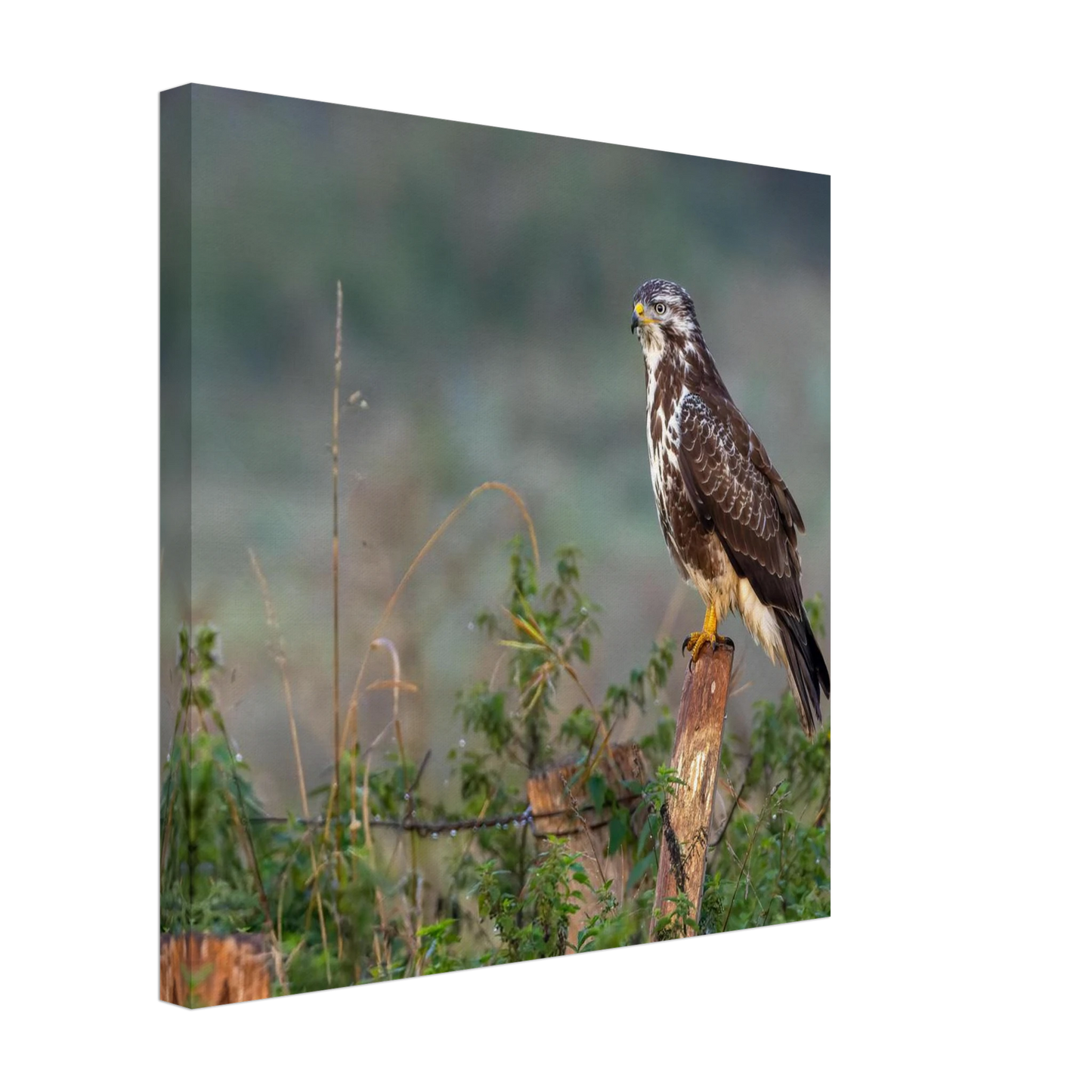 Wandbild majestaetischer bussard einblick in die wildnis auf hochglanz leinwand