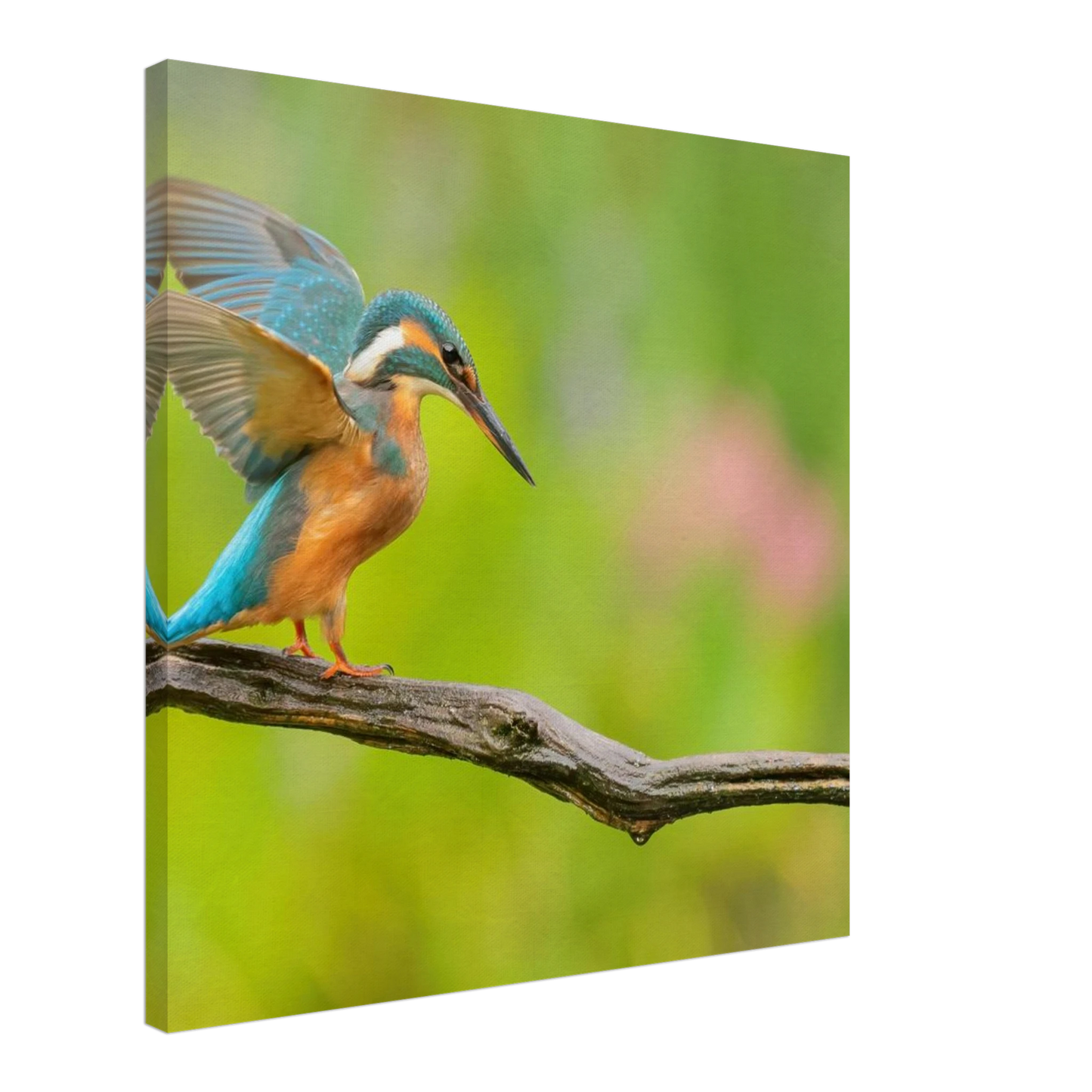 Wandbild eisvogel leuchtende federpracht auf natuerlichem ast in ihrer wunschgroesse