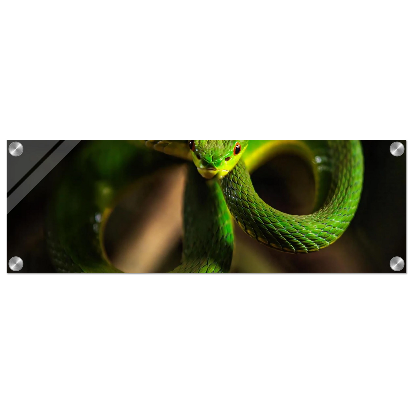 Wandbild der gruene baumviper ein hypnotischer blick in verschiedenen groessen