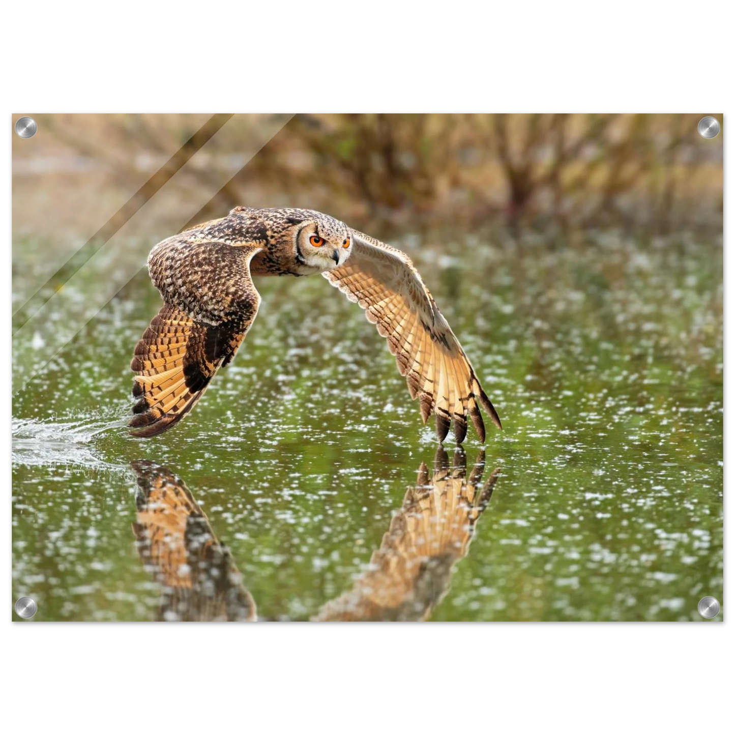 Wandbild majestaetische eule im flug naturfotografie mit lebendigen orangetoenen in ihrer wunschgroesse