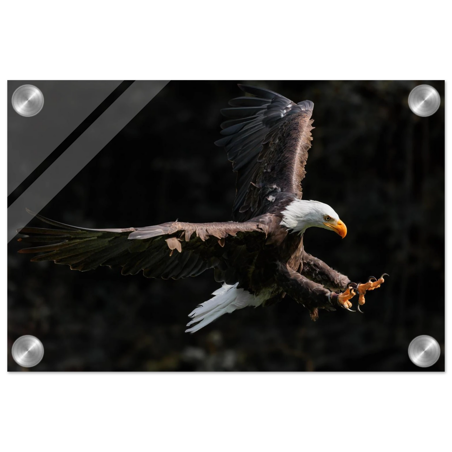 Wandbild majestaetischer weisskopfseeadler im flug freiheit staerke in ihrer wunschgroesse