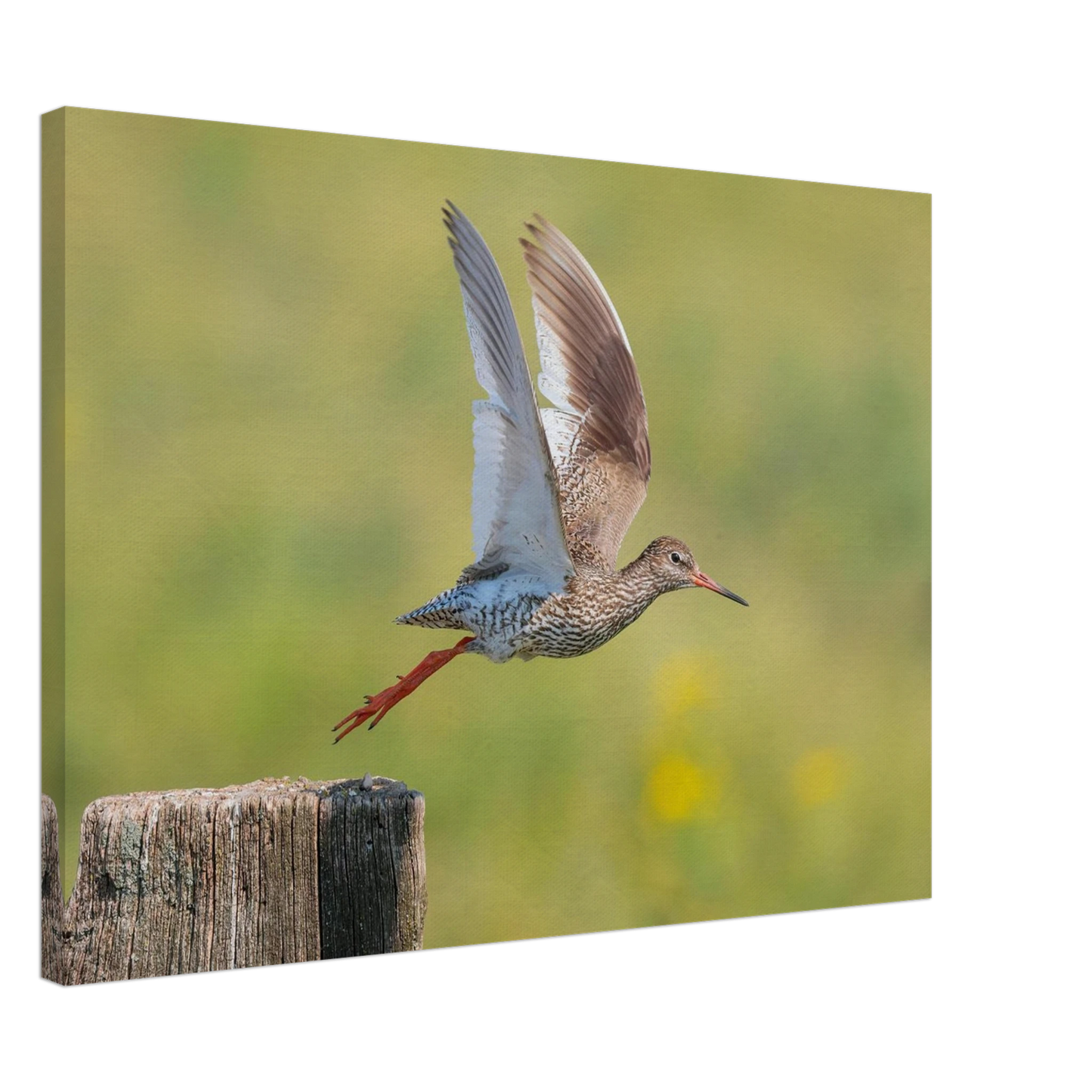 Wandbild der flug des rotschenkels dynamische tierkunst fuer ihr zuhause in vielen groessen erhaeltlich