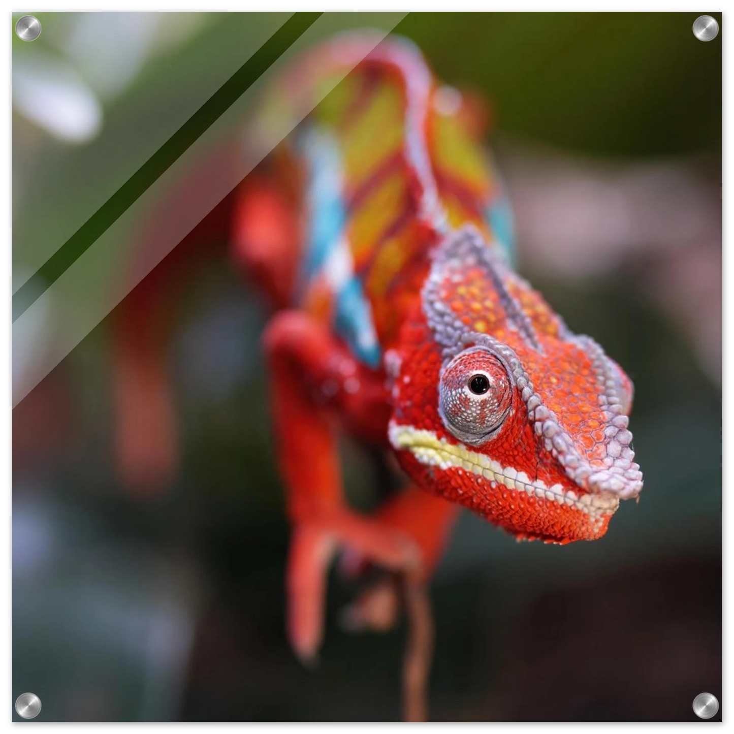 Wandbild faszinierendes chamaeleon portraet lebendige tierkunst fuer ihr zuhause in ihrer wunschgroesse
