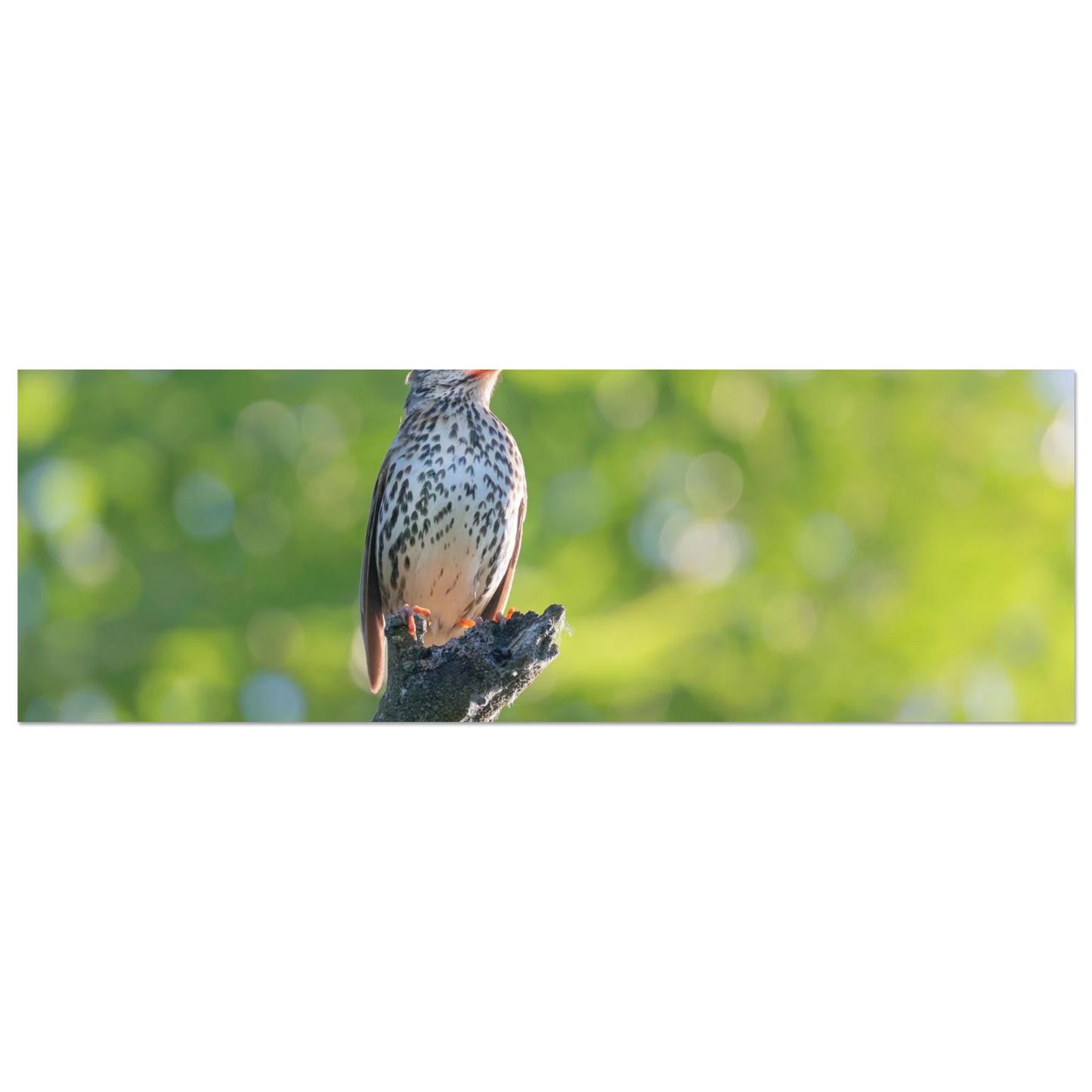 Wandbild bezaubernder singvogel in gruen ein naturportraet fuer ihr zuhause in vielen groessen