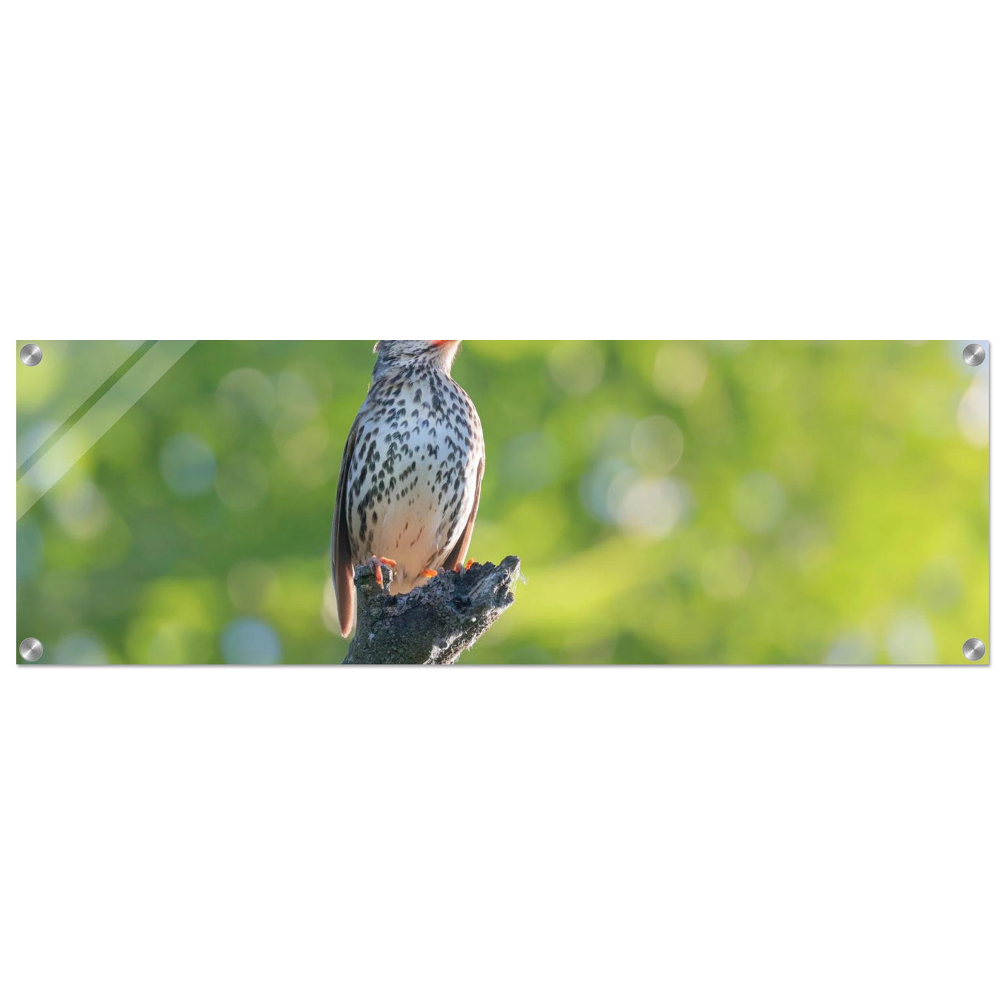 Wandbild bezaubernder singvogel in gruen ein naturportraet fuer ihr zuhause in vielen groessen