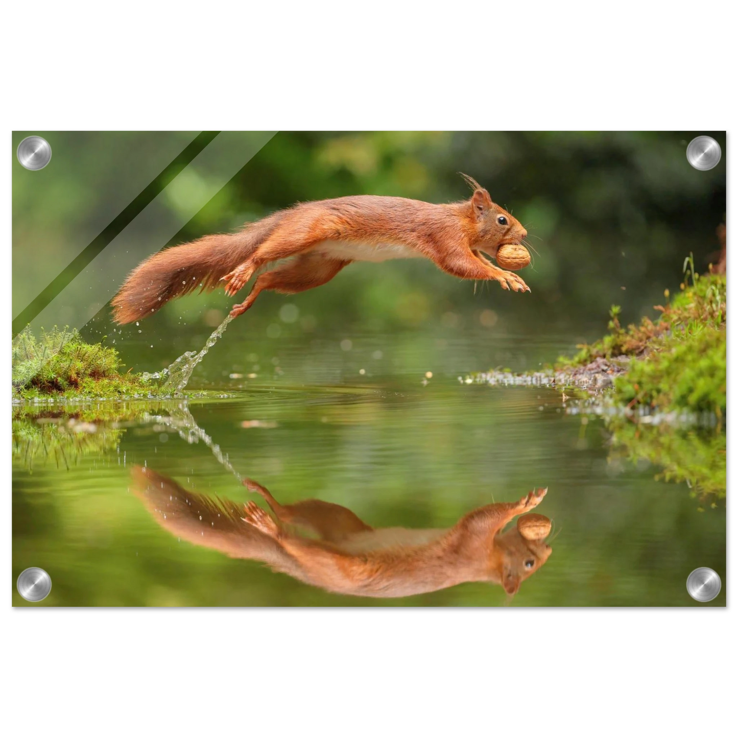 Wandbild Wandkunst eichhoernchens freudensprung dynamische naturkunst fuer ihr zuhause erhaeltlich in mehreren groessen