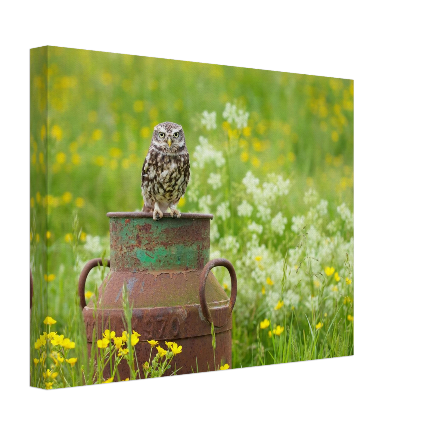 Wandbild rustikales eulen portraet ein blick in die natur auf ihrer wand in vielen groessen
