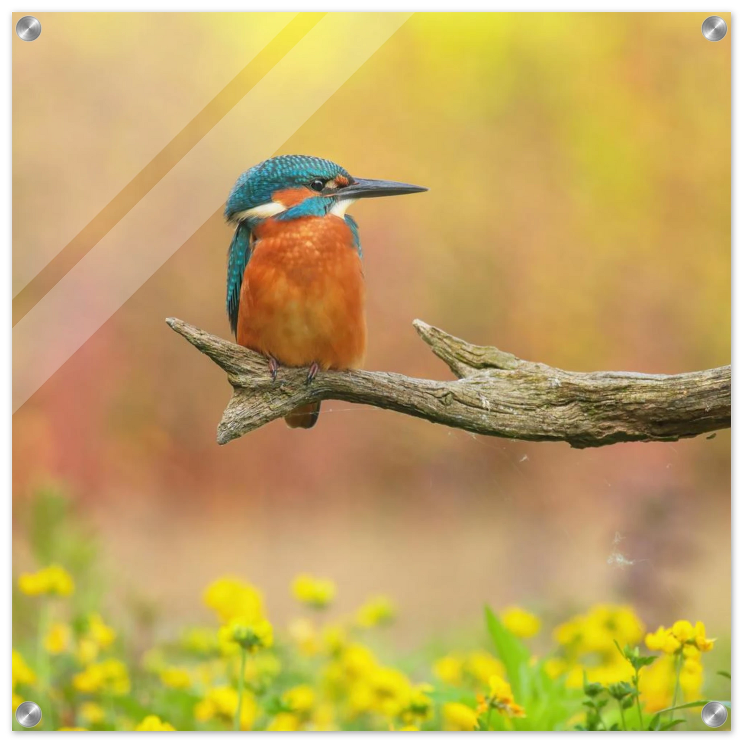 Wandbild eisvogel lebendige naturkunst fuer ihr zuhause in ihrer wunschgroesse