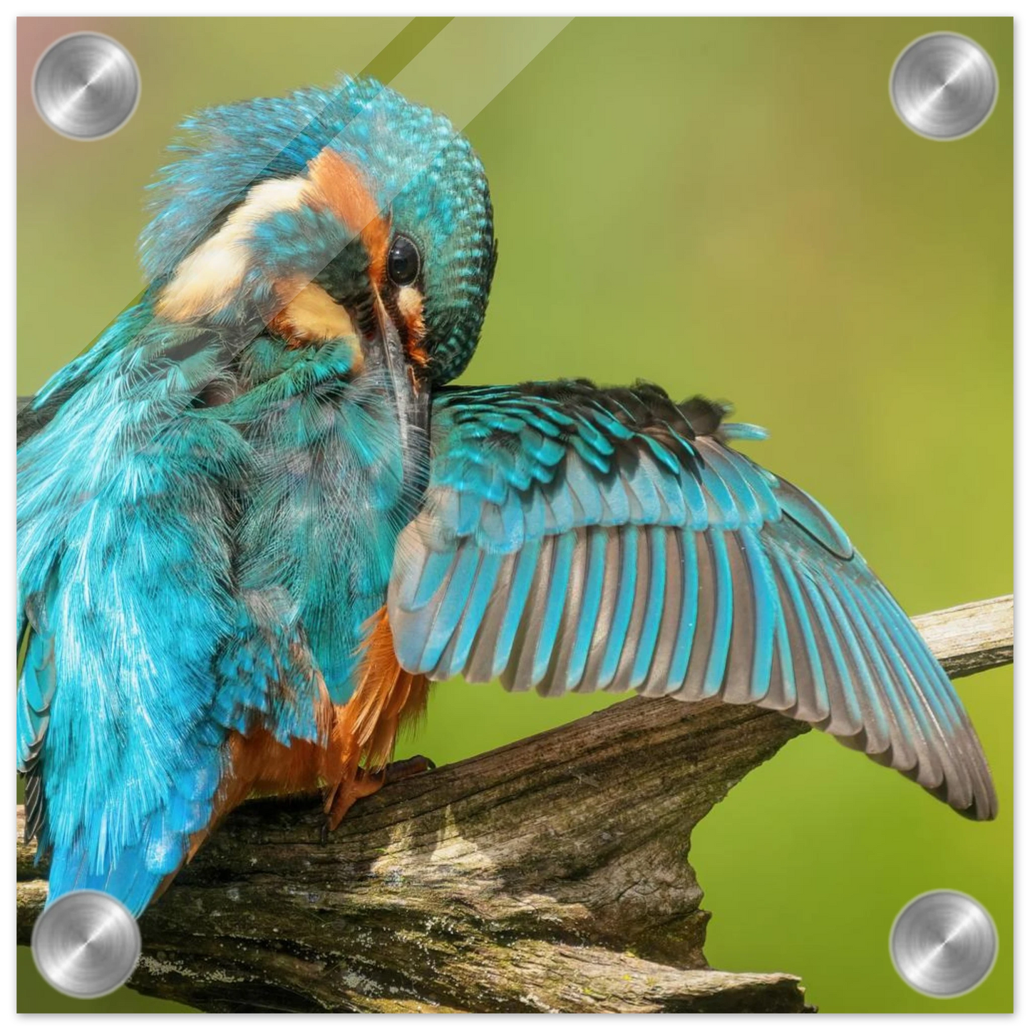 Wandbild eisvogel lebendige farbenpracht der natur auf leinwand