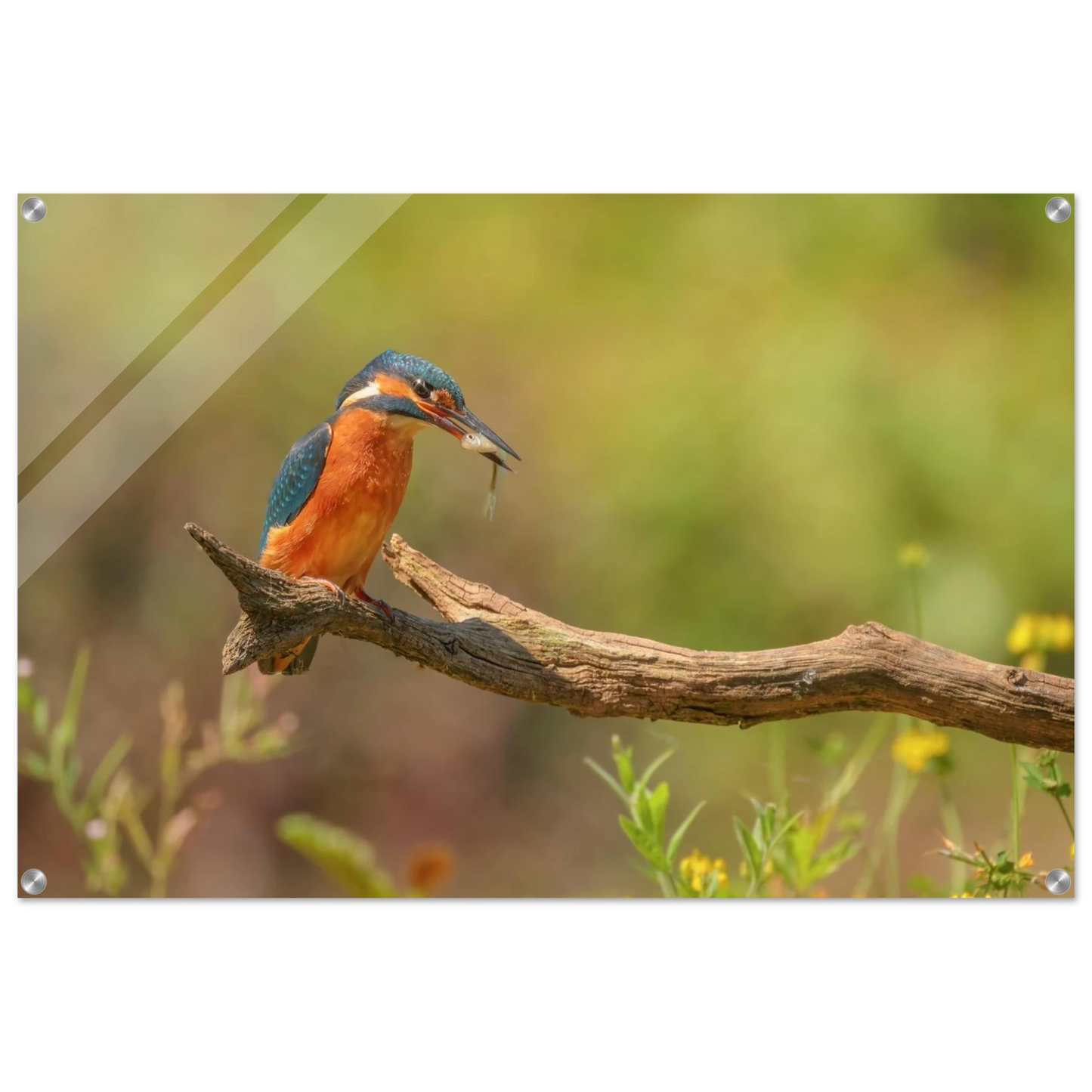 Wandbild eisvogel farbpracht leuchtende naturkunst fuer ihr zuhause in vielen groessen