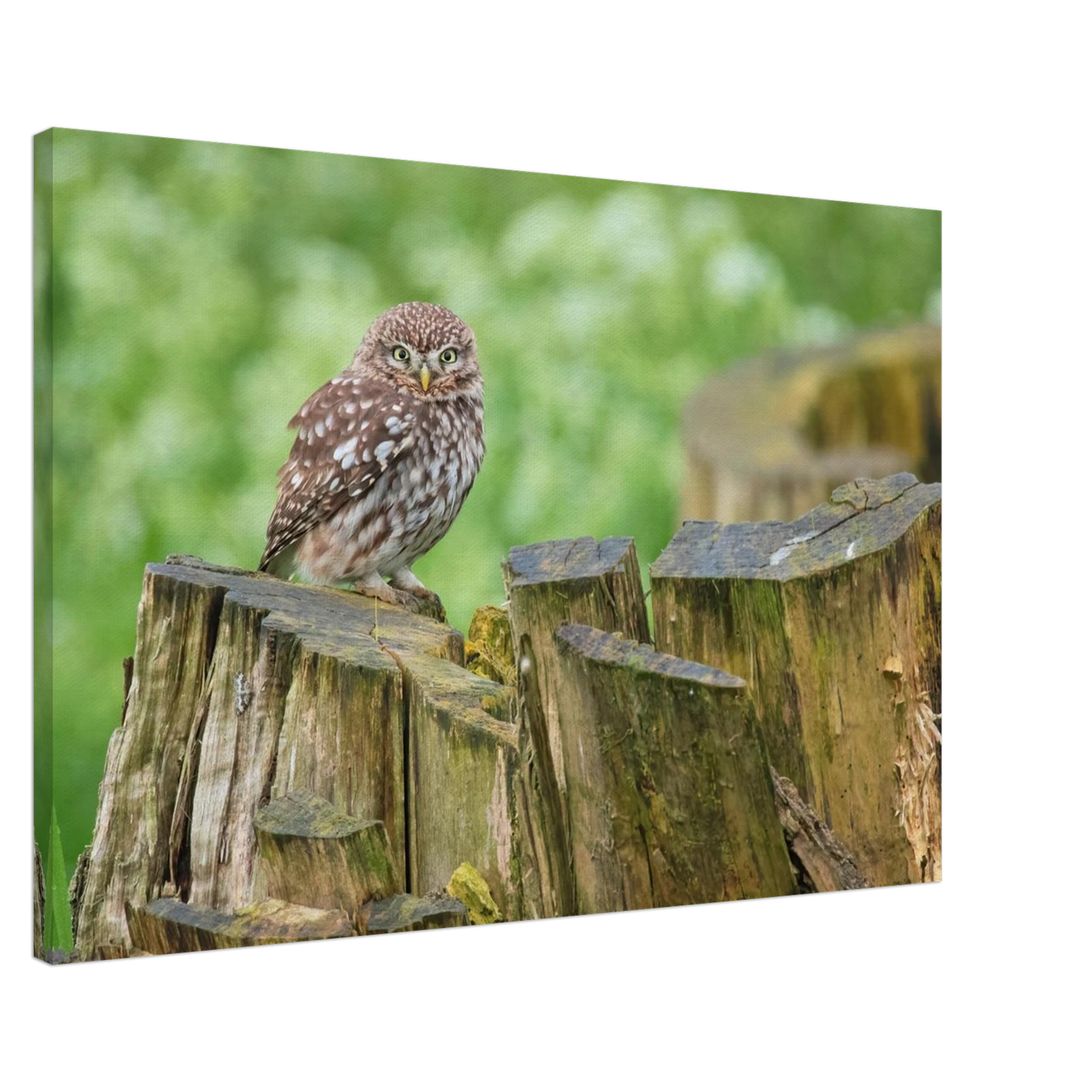 Wandbild mystische kleine eule faszinierendes kunstwerk fuer natur und tierliebhaber in vielen groessen