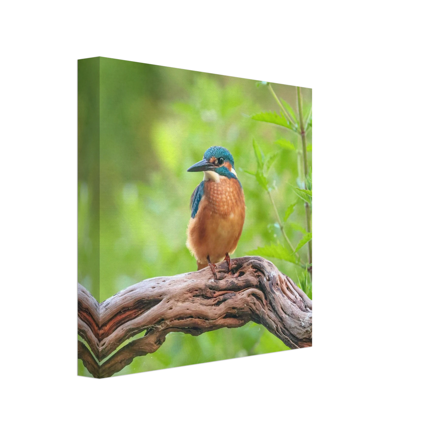 Wandbild eisvogel lebendige naturkunst fuer ihr zuhause in ihrer wunschgroesse 2