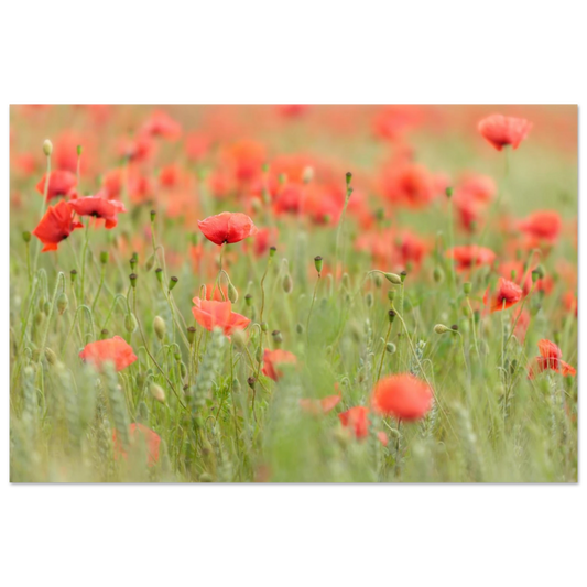 Wandbild vertraeumtes mohnblumenfeld ein stueck sommer fuer ihr zuhause in vielen groessen
