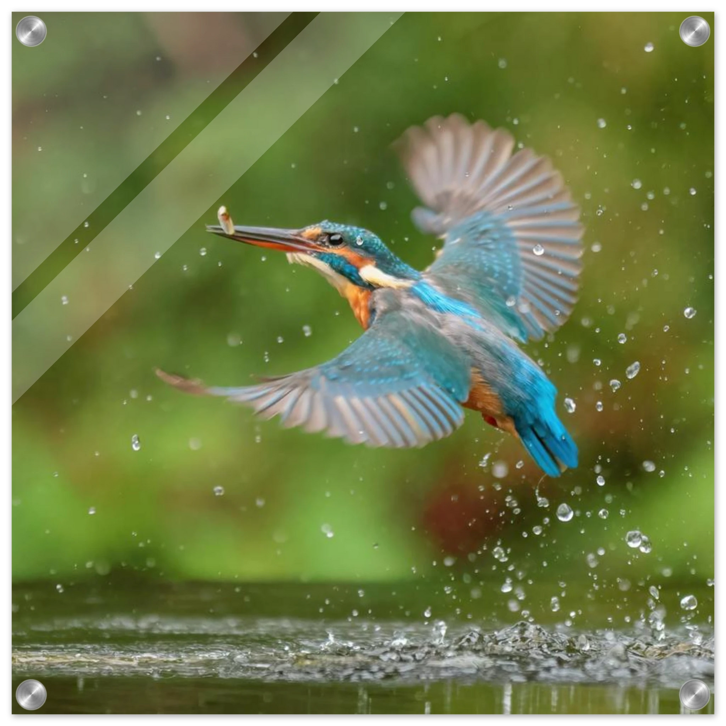 Wandbild eisvogel lebendige tierfotografie mit lebhaften blautoenen