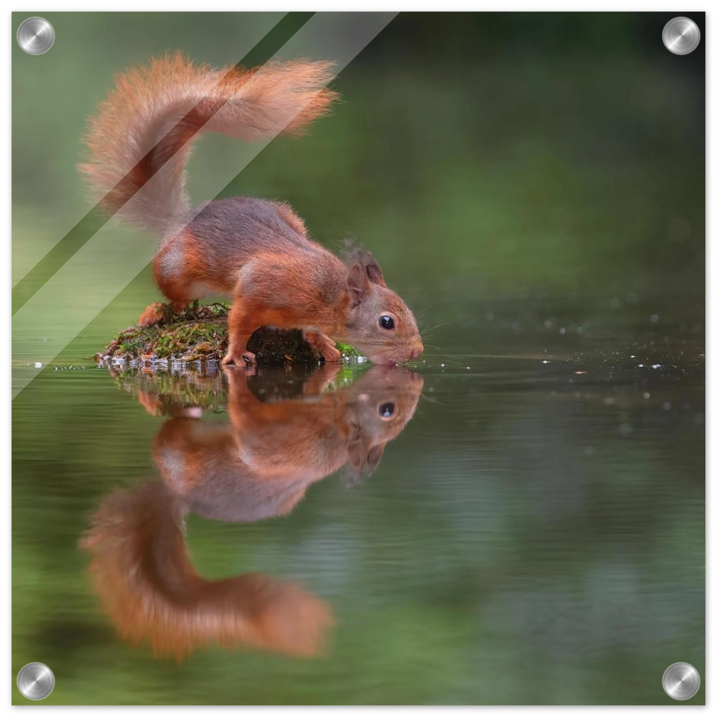 Wandbild durstiges eichhoernchen eine ruhige reflexion in der natur erhaeltlich in vielen groessen