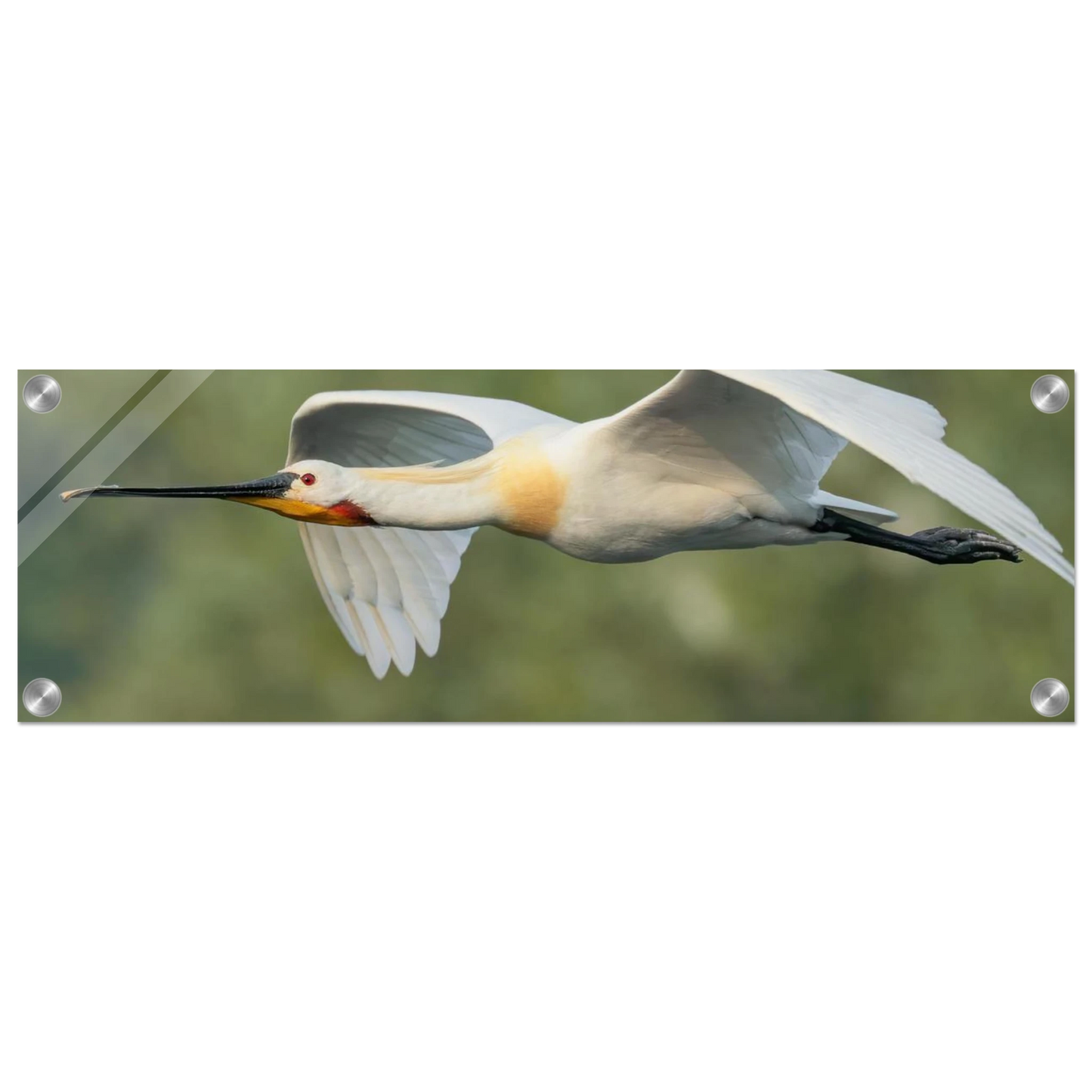 Wandbild eleganter loeffler im flug naturfotografie fuer ihr zuhause in vielen groessen