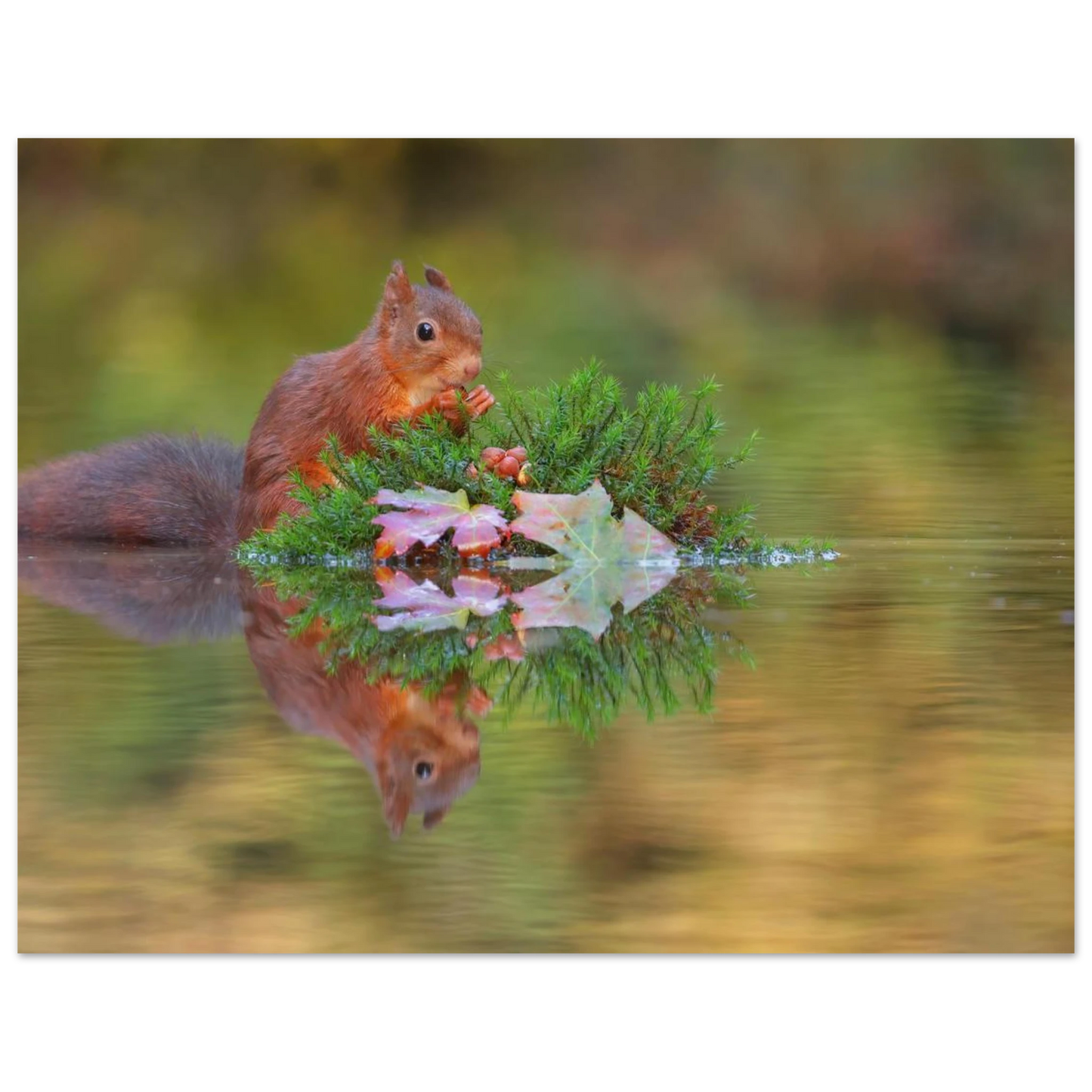 Wandbild bezauberndes eichhoernchen im herbstwald lebendige wildtierkunst fuer ihr zuhause in vielen groessen