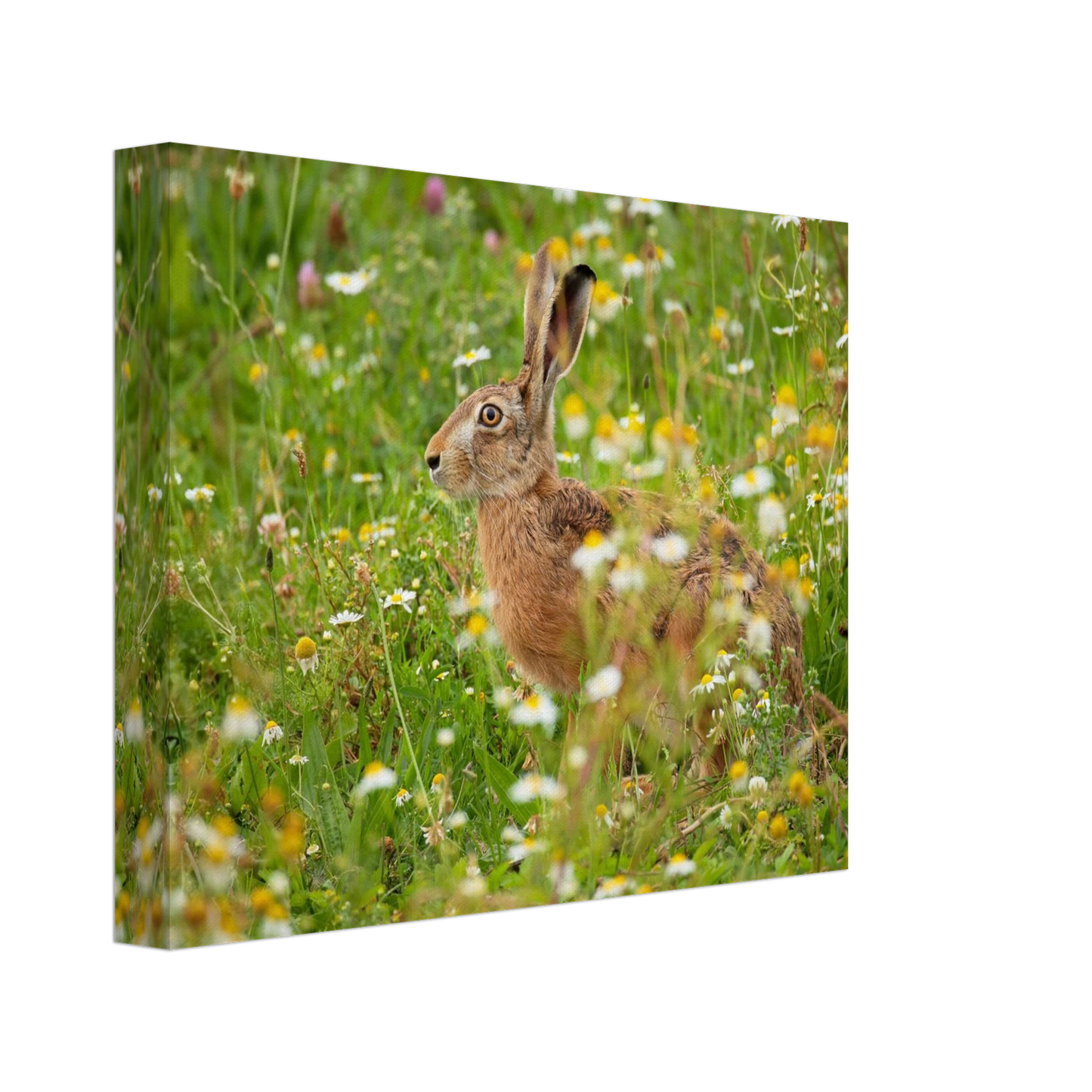 Wandbild Idyllische hasenwiese wandbild waehle dein wunschformat