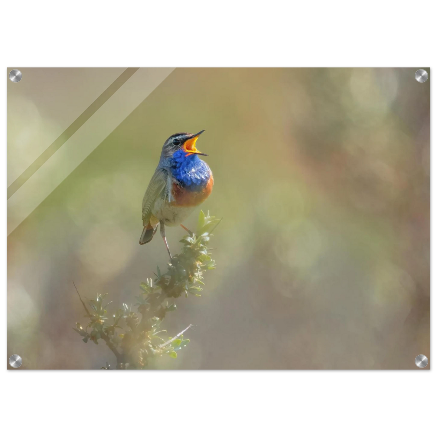 Wandbild singvogel in blautoenen lebendige vogelkunst fuer ihr zuhause in ihrer wunschgroesse
