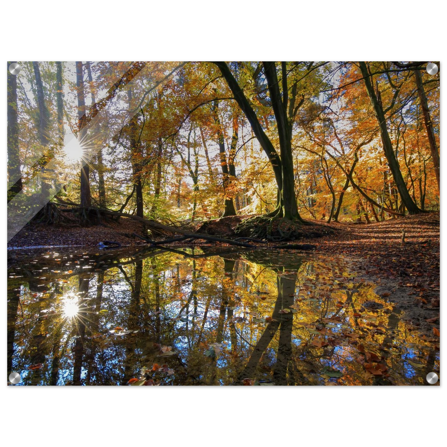 Wandbild goldener herbstwald stimmungsvolle spiegelung der natur in ihrer wunschgroesse