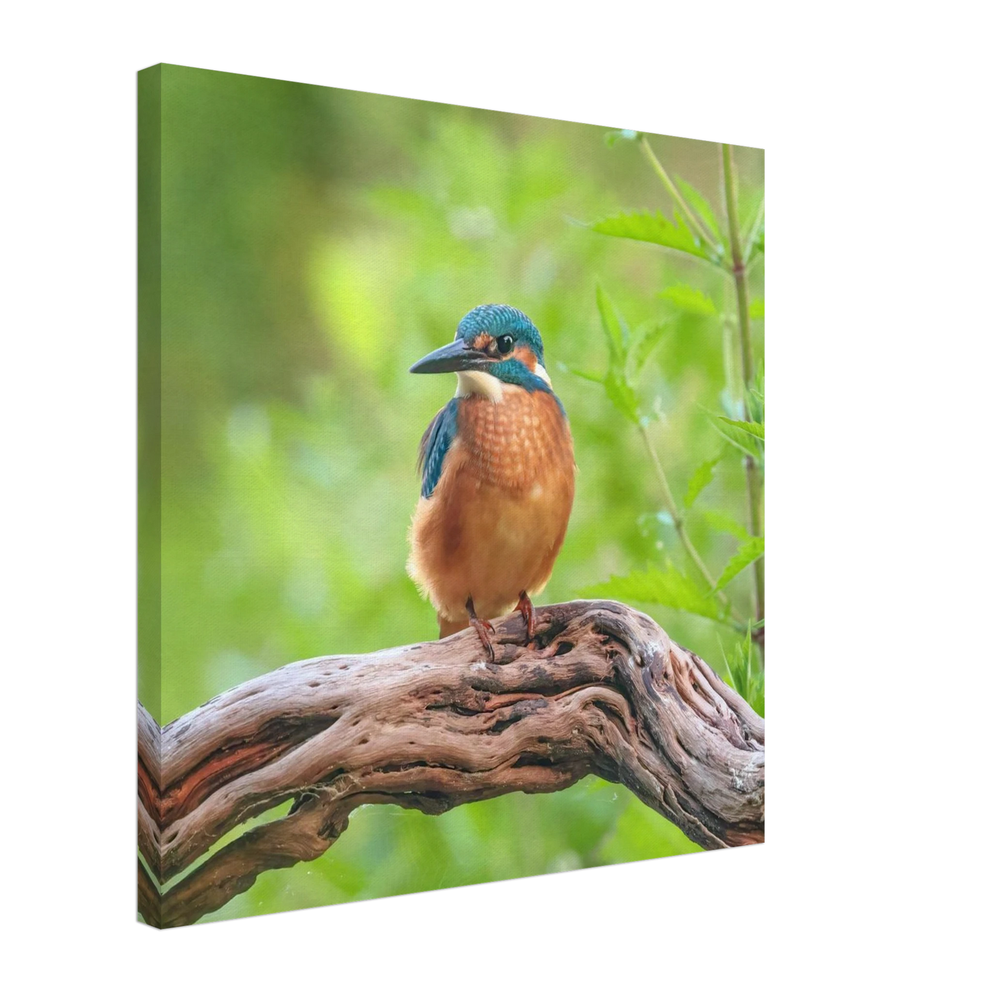 Wandbild eisvogel lebendige naturkunst fuer ihr zuhause in ihrer wunschgroesse 2