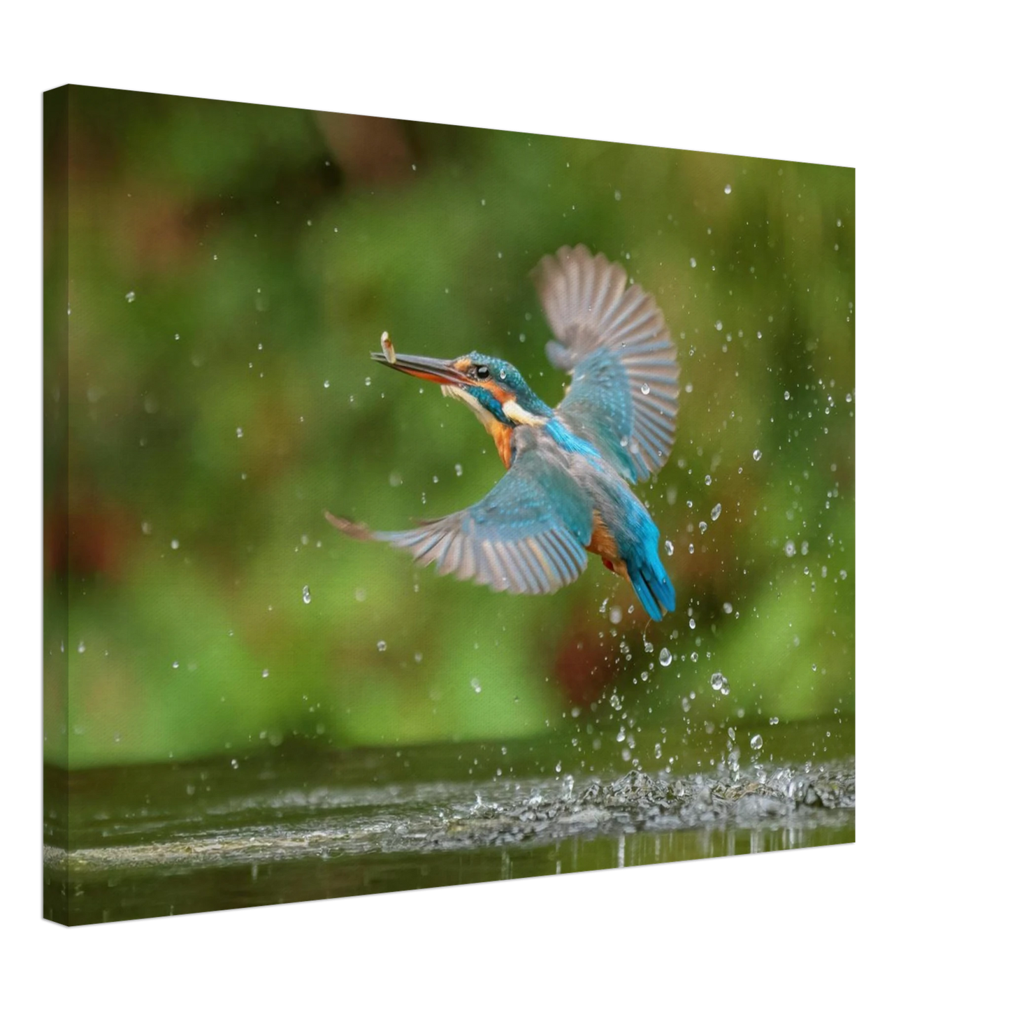 Wandbild eisvogel lebendige tierfotografie mit lebhaften blautoenen