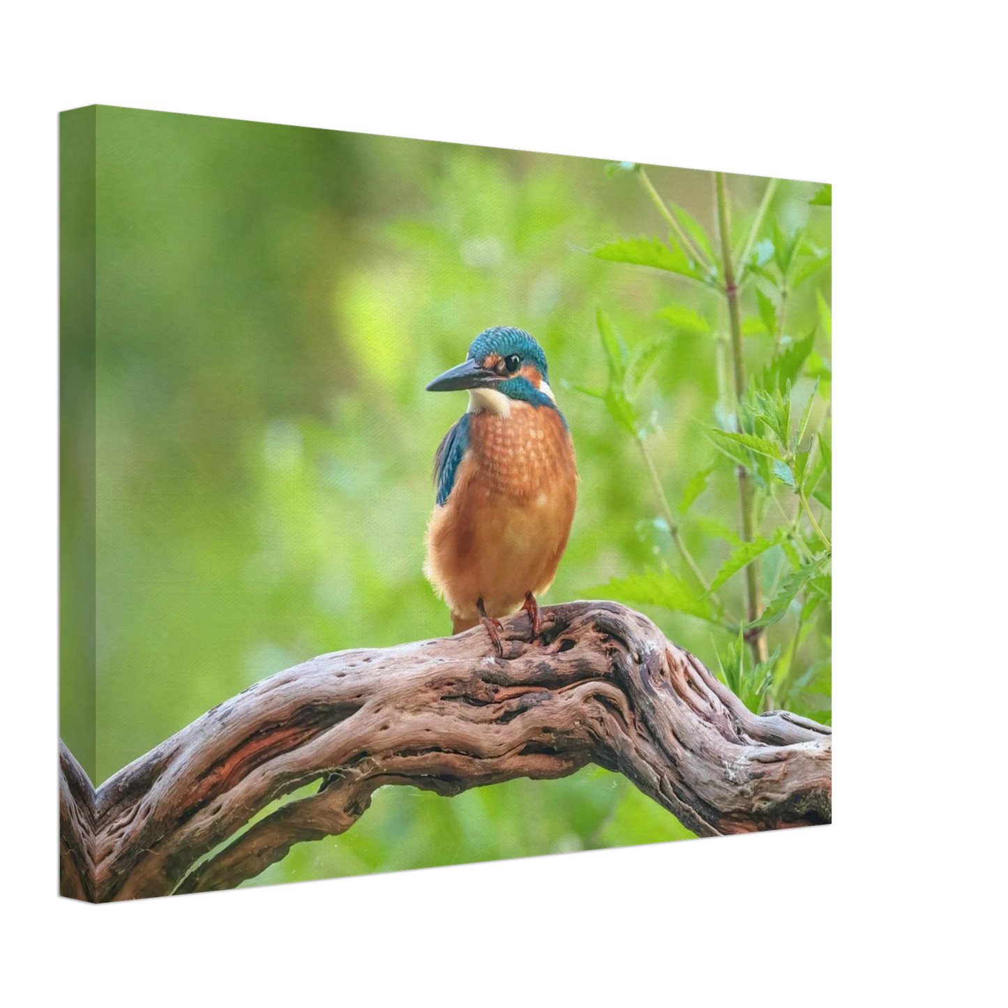 Wandbild eisvogel lebendige naturkunst fuer ihr zuhause in ihrer wunschgroesse 2