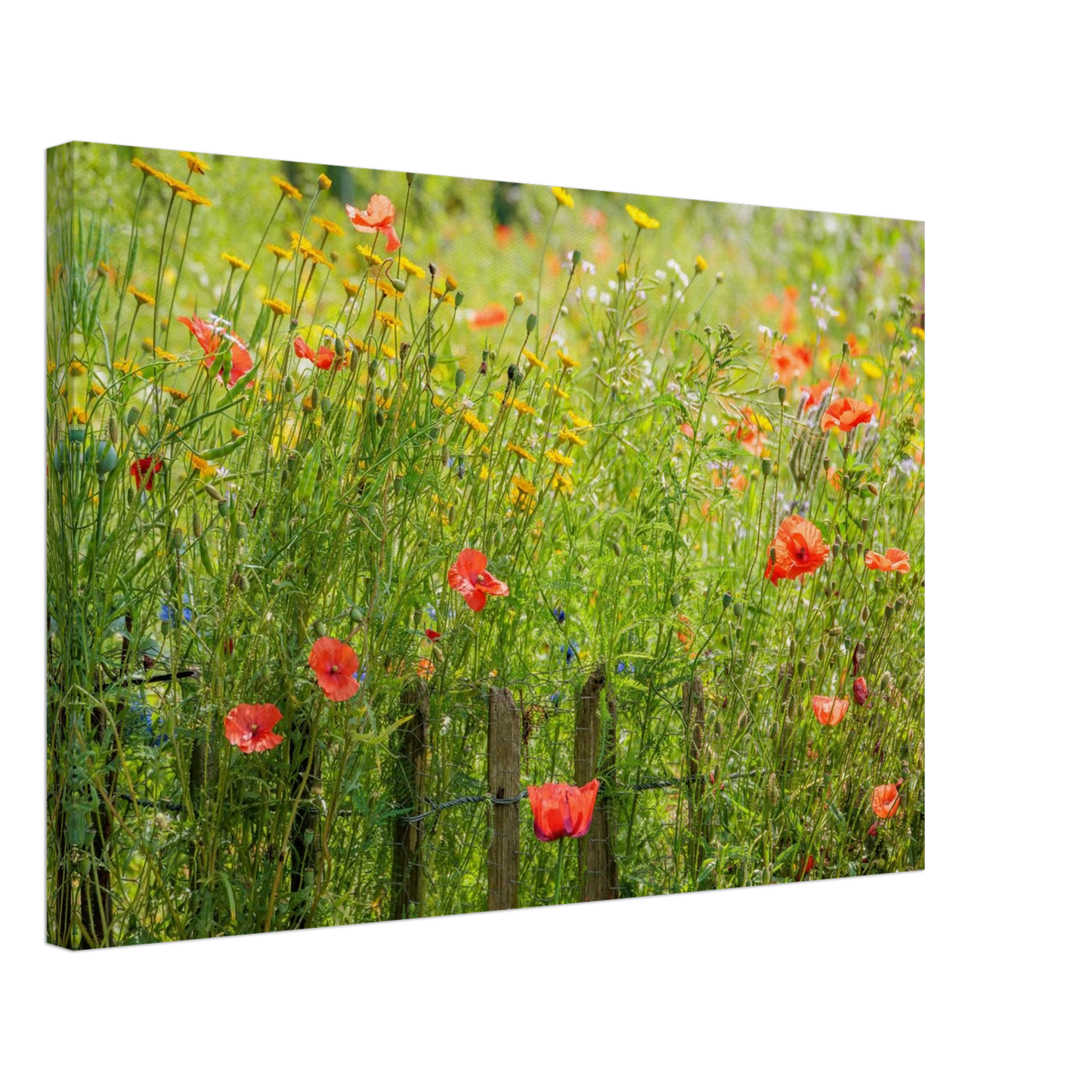 Wandbild wildblumen feld rot gelb sonnige mohnblumen wiese als kunstdruck