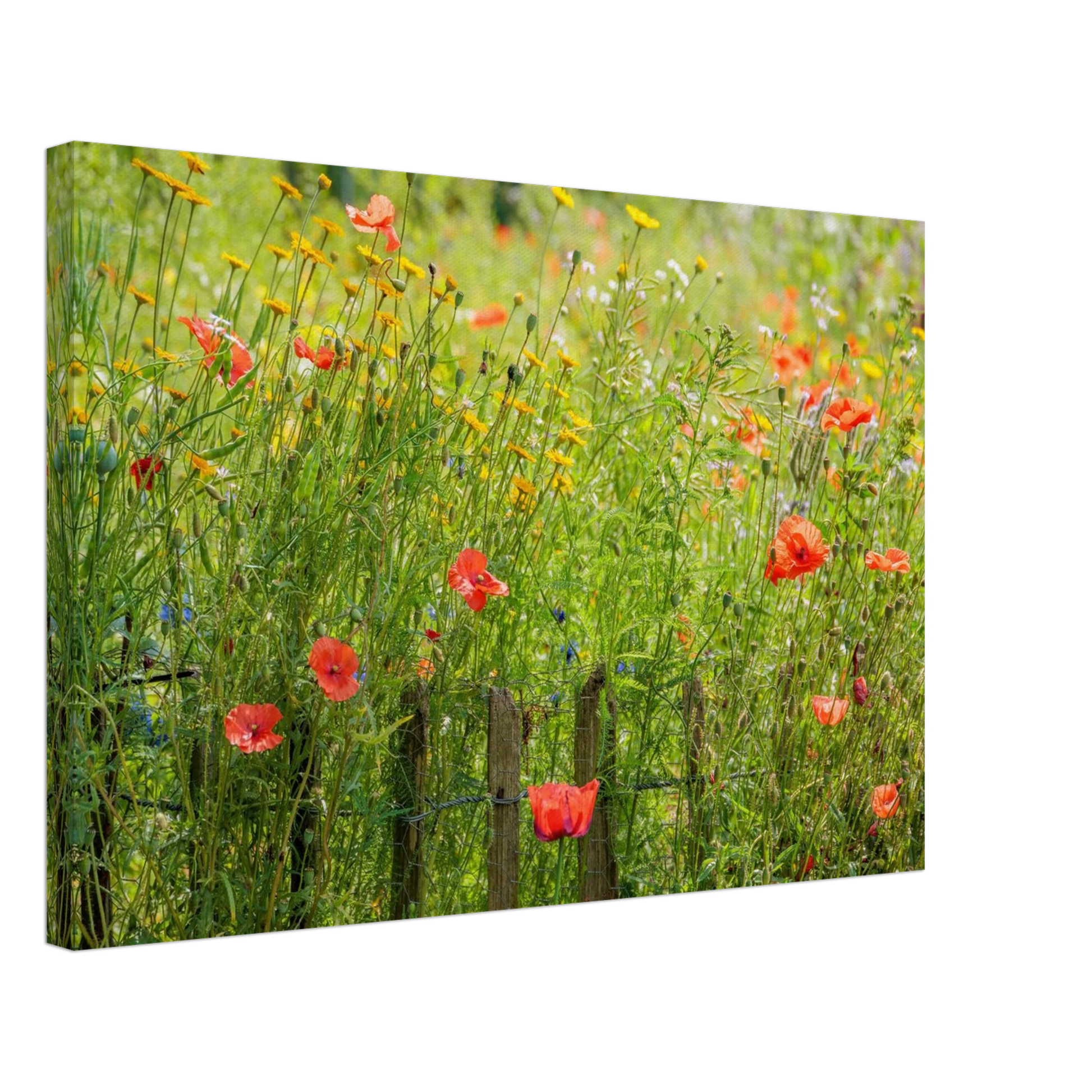 Wandbild wildblumen feld rot gelb sonnige mohnblumen wiese als kunstdruck