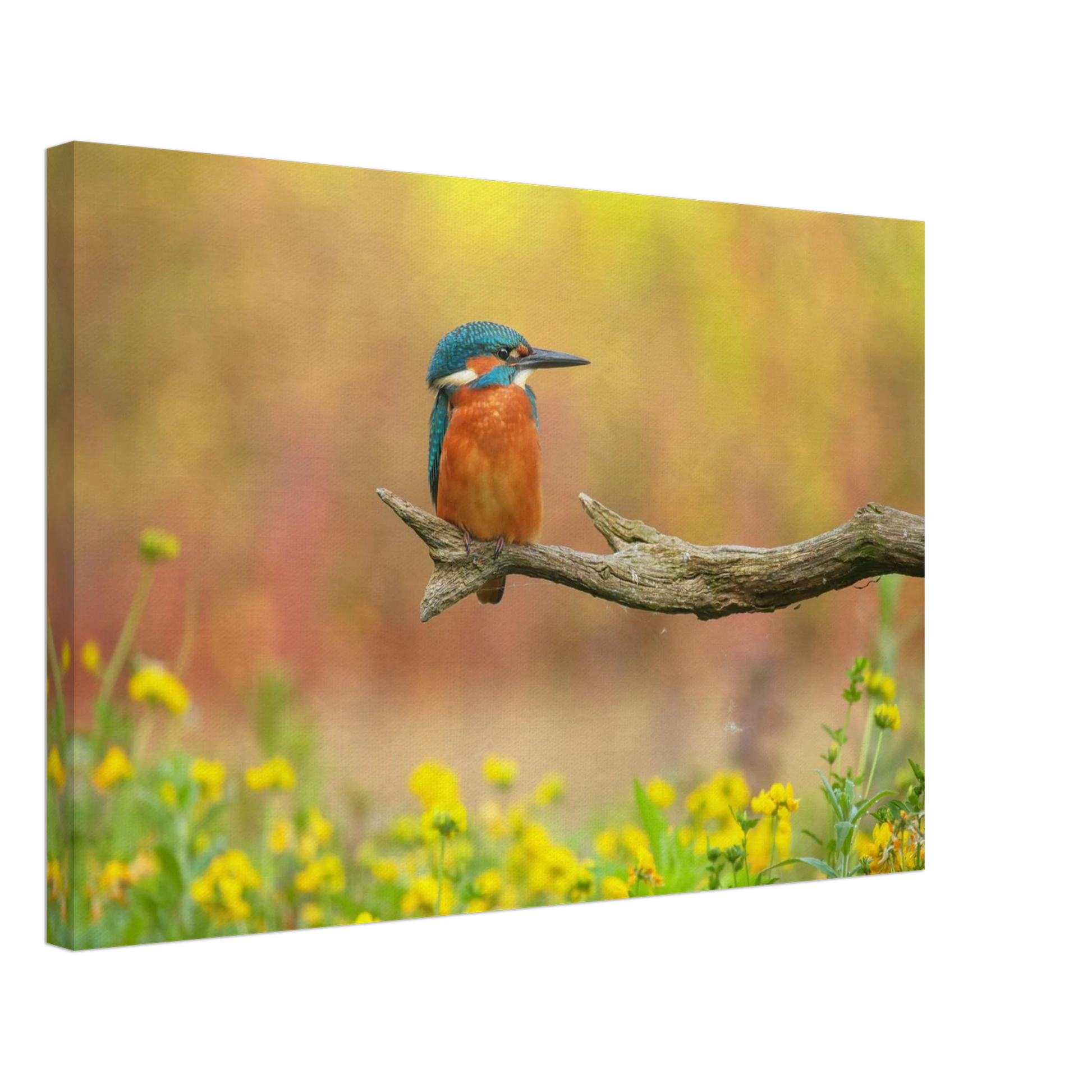 Wandbild eisvogel lebendige naturkunst fuer ihr zuhause in ihrer wunschgroesse