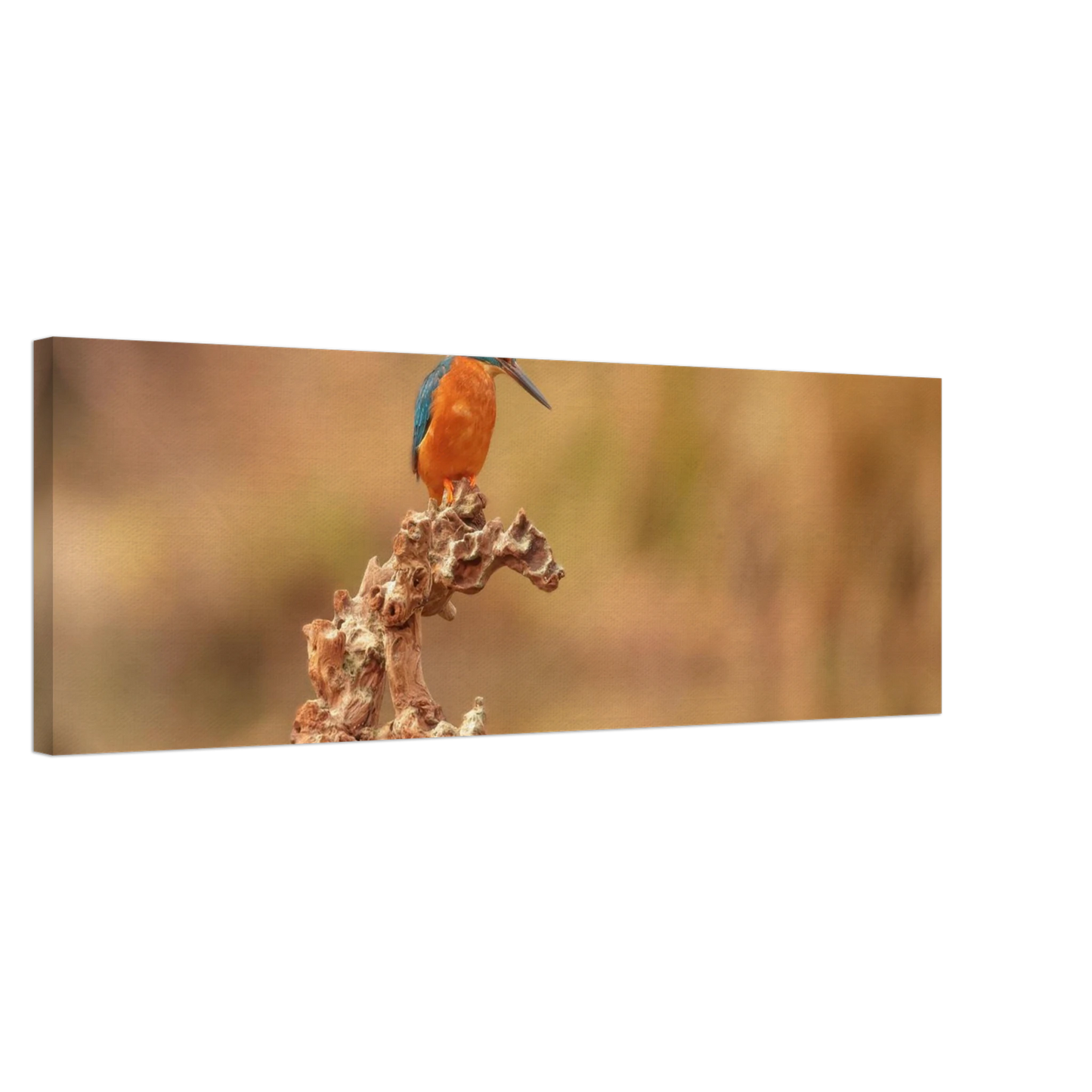 Wandbild eisvogel lebendige naturkunst fuer ihr zuhause in vielen groessen