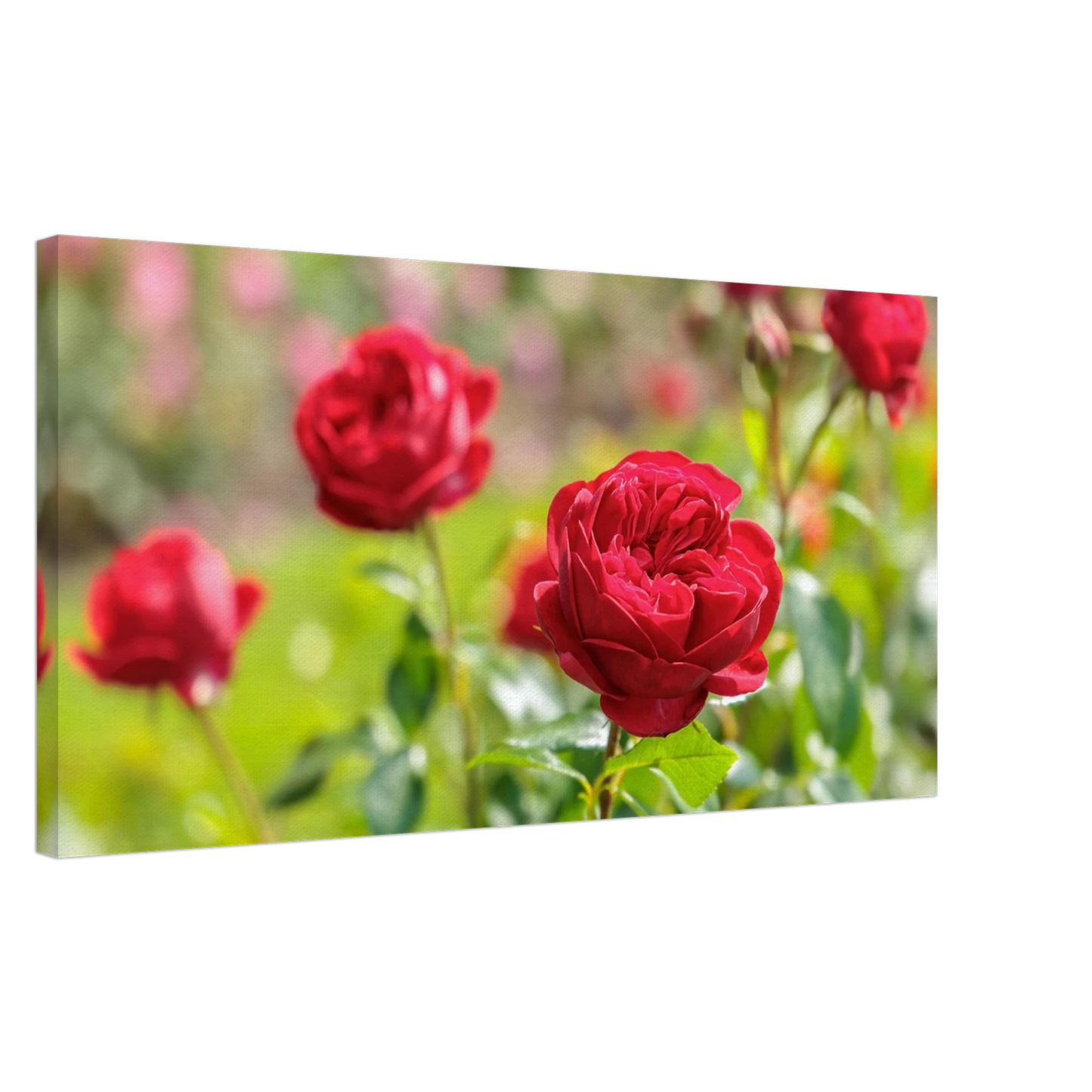 Wandbild rote rosen lebendige bluetenpracht fuer ihr zuhause in ihrer wunschgroesse