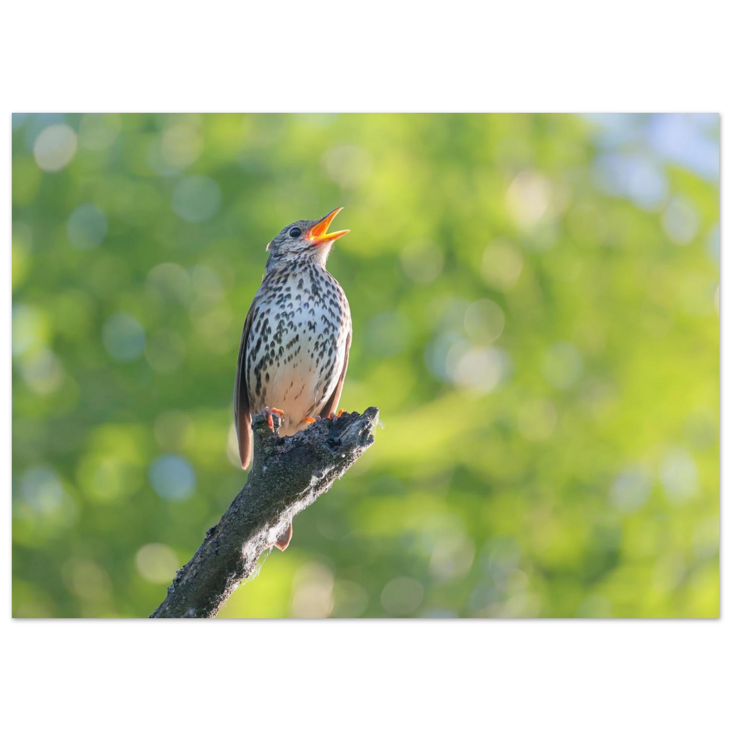 Wandbild bezaubernder singvogel in gruen ein naturportraet fuer ihr zuhause in vielen groessen