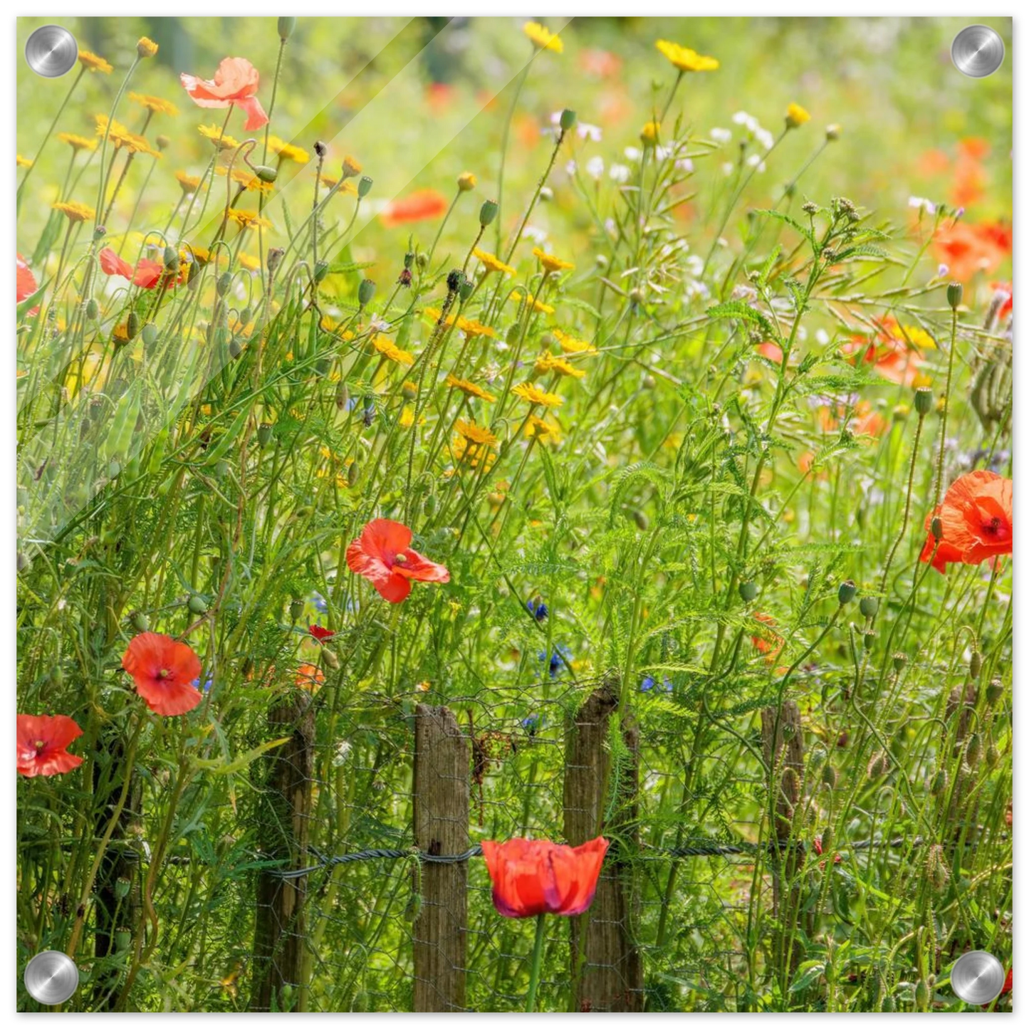 Wandbild wildblumen feld rot gelb sonnige mohnblumen wiese als kunstdruck