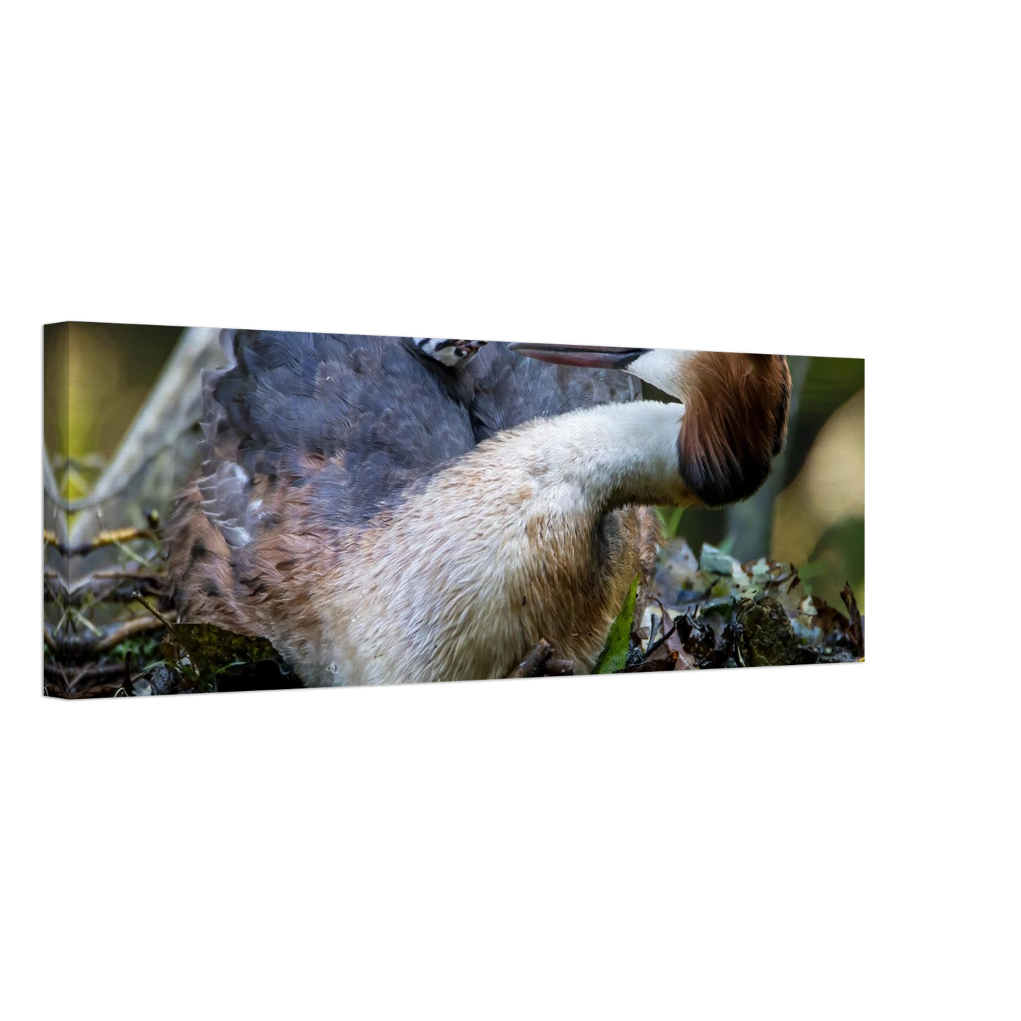 Wandbild zaertliche grosse haubentaucher familie naturgetreuer kunstdruck in ihrer wunschgroesse