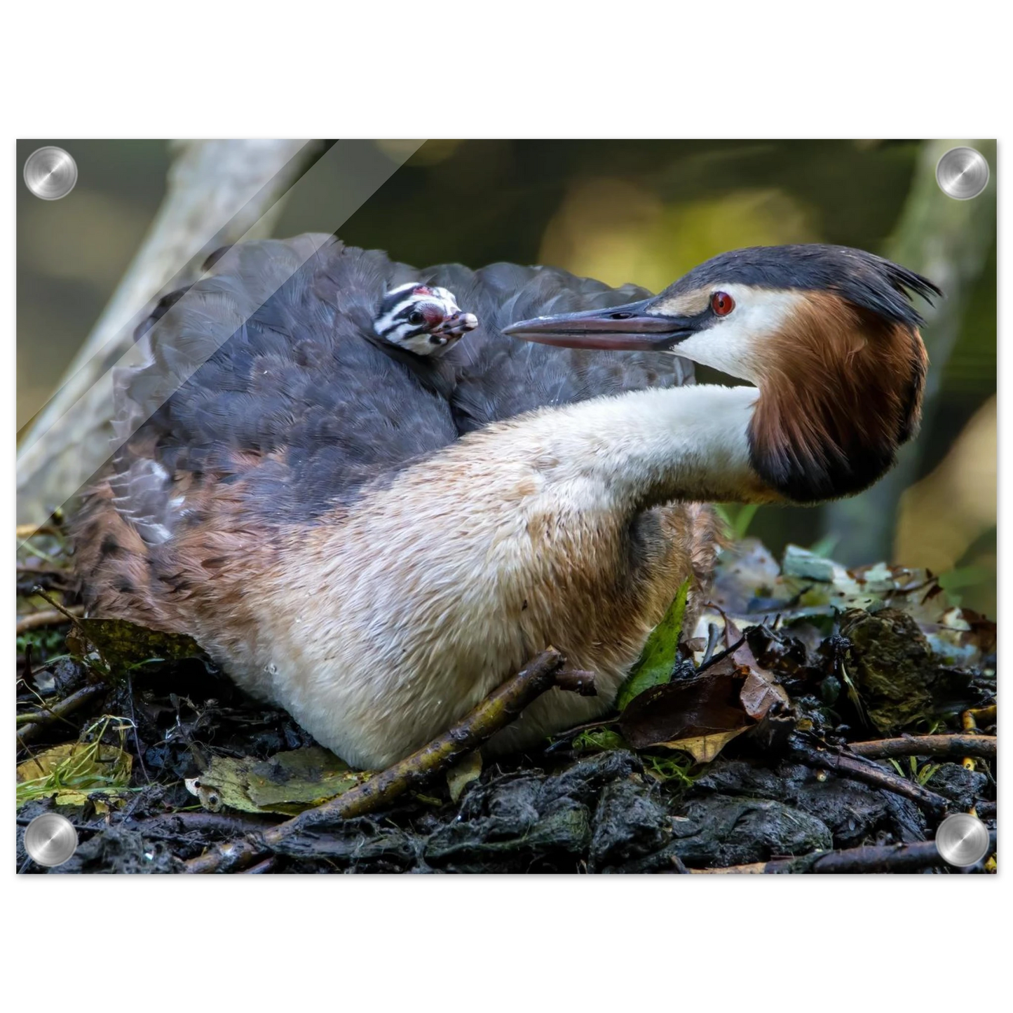 Wandbild zaertliche grosse haubentaucher familie naturgetreuer kunstdruck in ihrer wunschgroesse