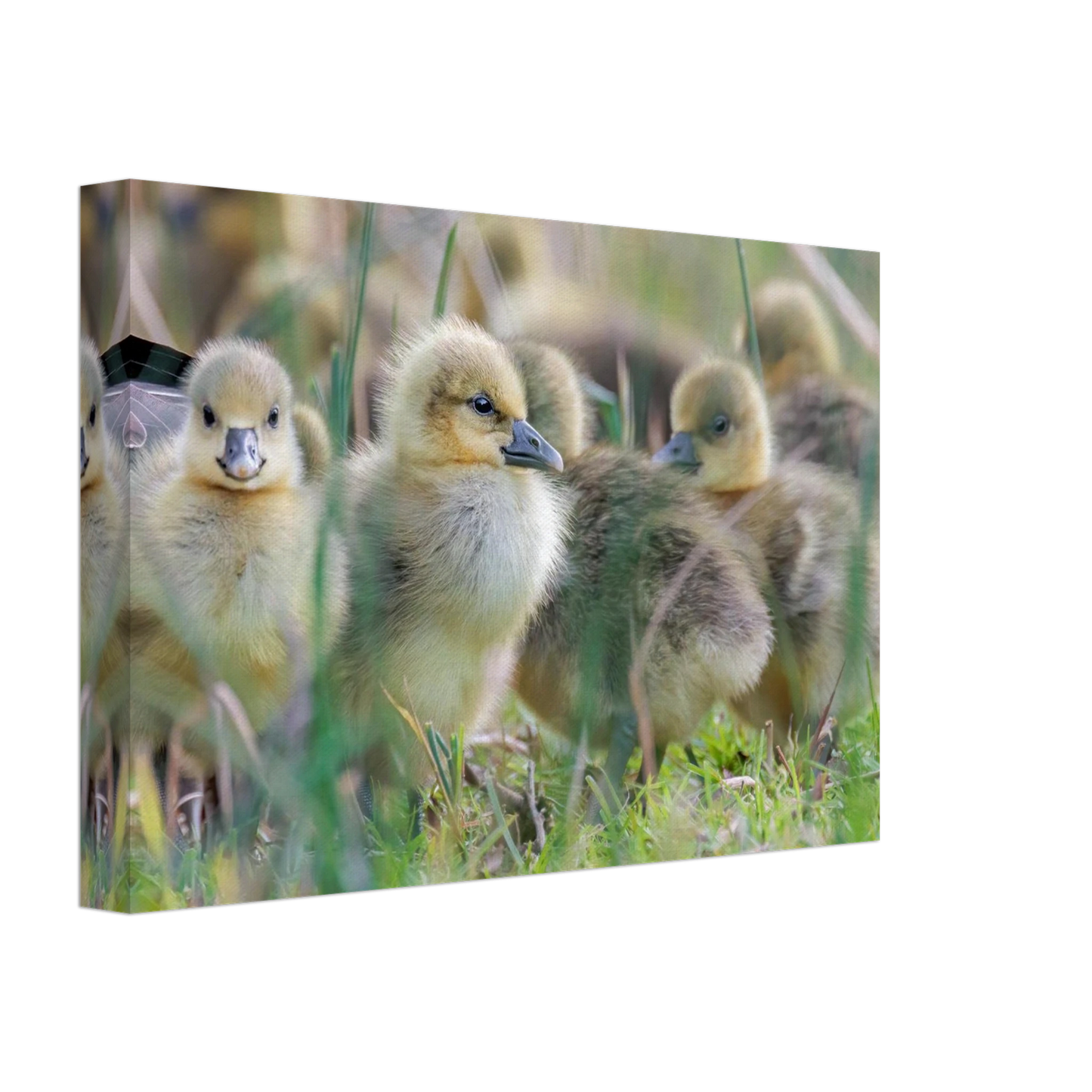 Wandbild kueken in zartgruen und gold suesse baby gans kunst in vielen groessen