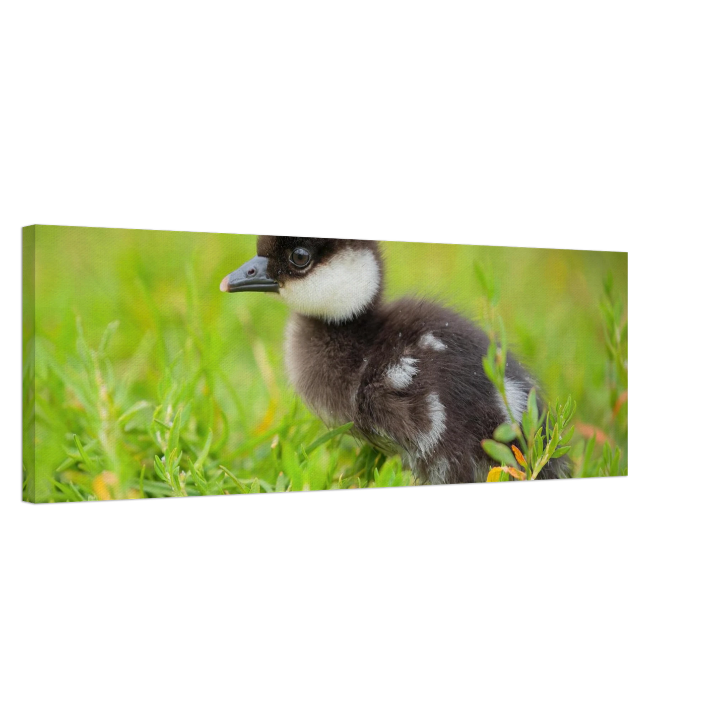 Wandbild bezauberndes entenkueken suesse tiermotive fuer kinderzimmer naturfreunde in vielen groessen