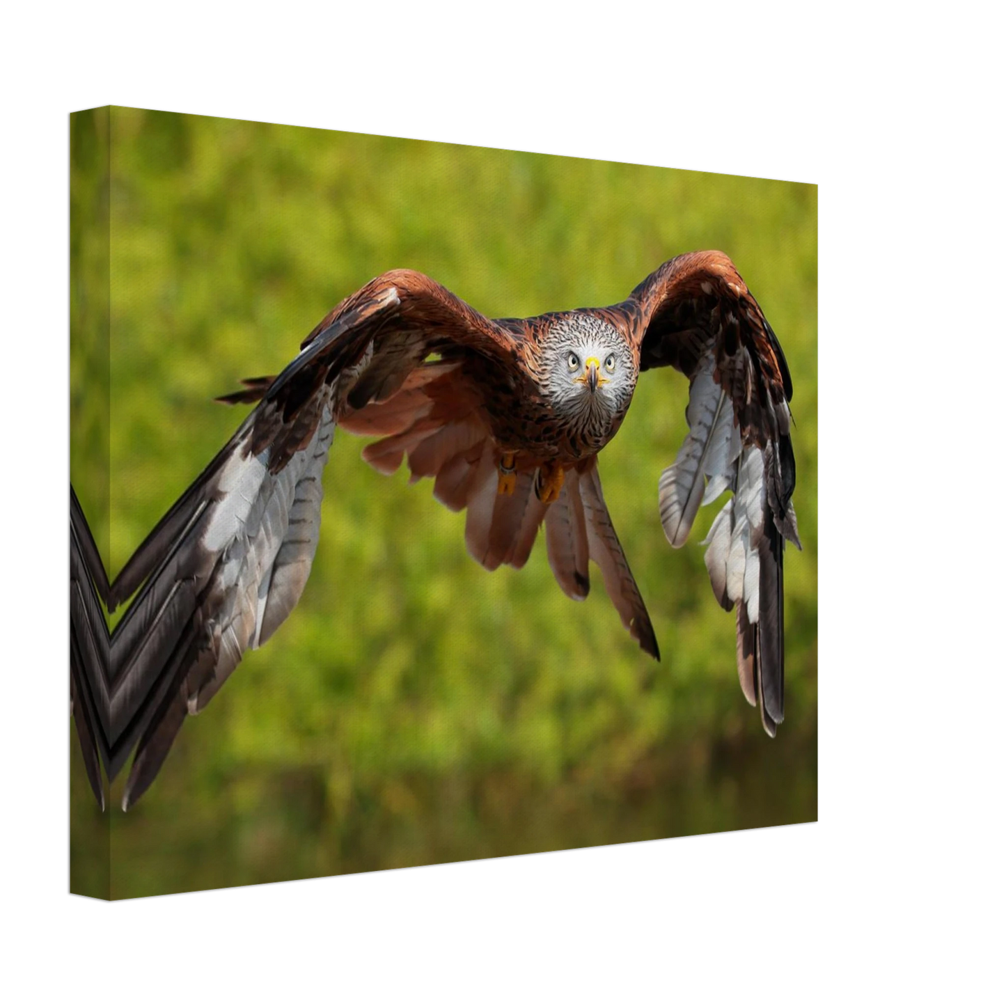 Wandbild majestaetischer rotmilan im flug atemberaubende tierfotografie fuer ihr zuhause erhaeltlich in zahlreichen groessen