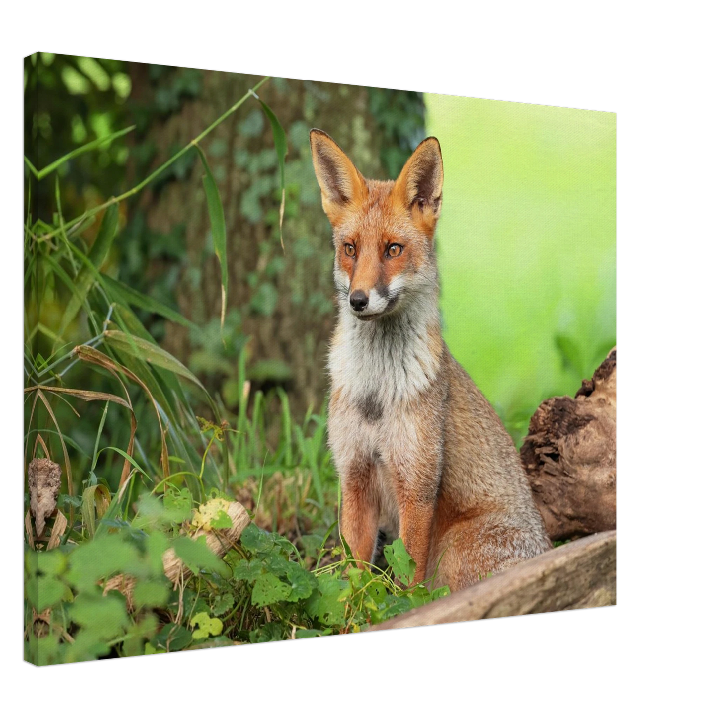 Wandbild majestaetischer rotfuchs ein augenblick der ruhe in der natur erhaeltlich in zahlreichen groessen