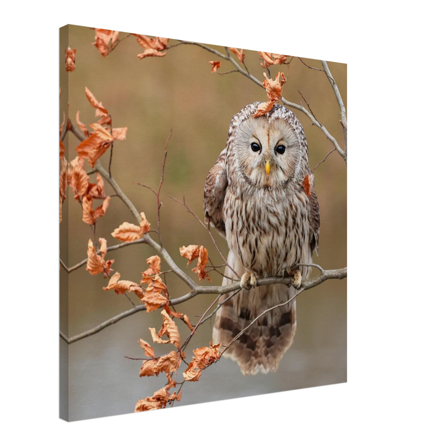 Wandbild majestaetische eule im herbstlaub einblick in die wildnis in verschiedenen groessen