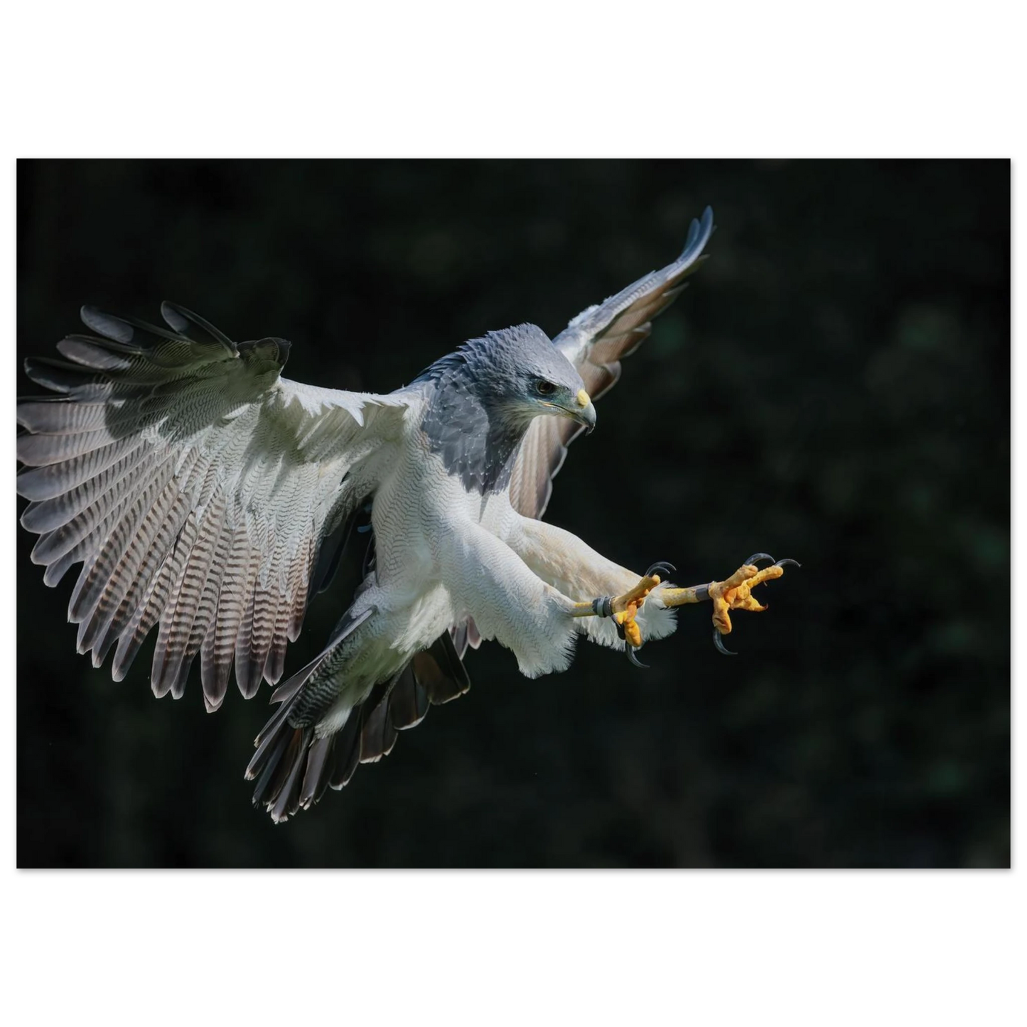 Wandbild majestaetischer schwarzbrustbussard im flug atemberaubende tierfotografie fuer ihr zuhause
